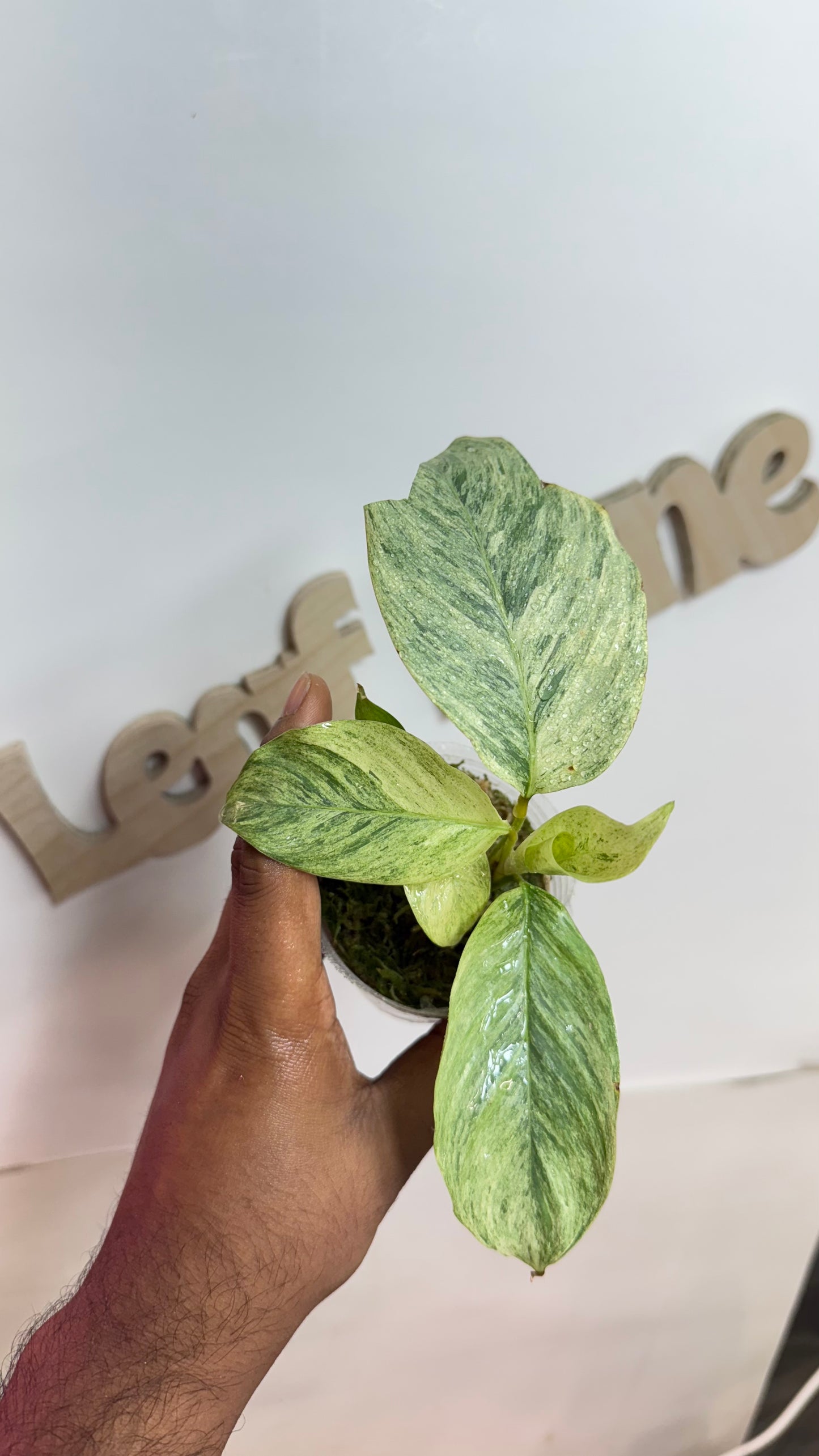 Calathea sp Borneo Variegated