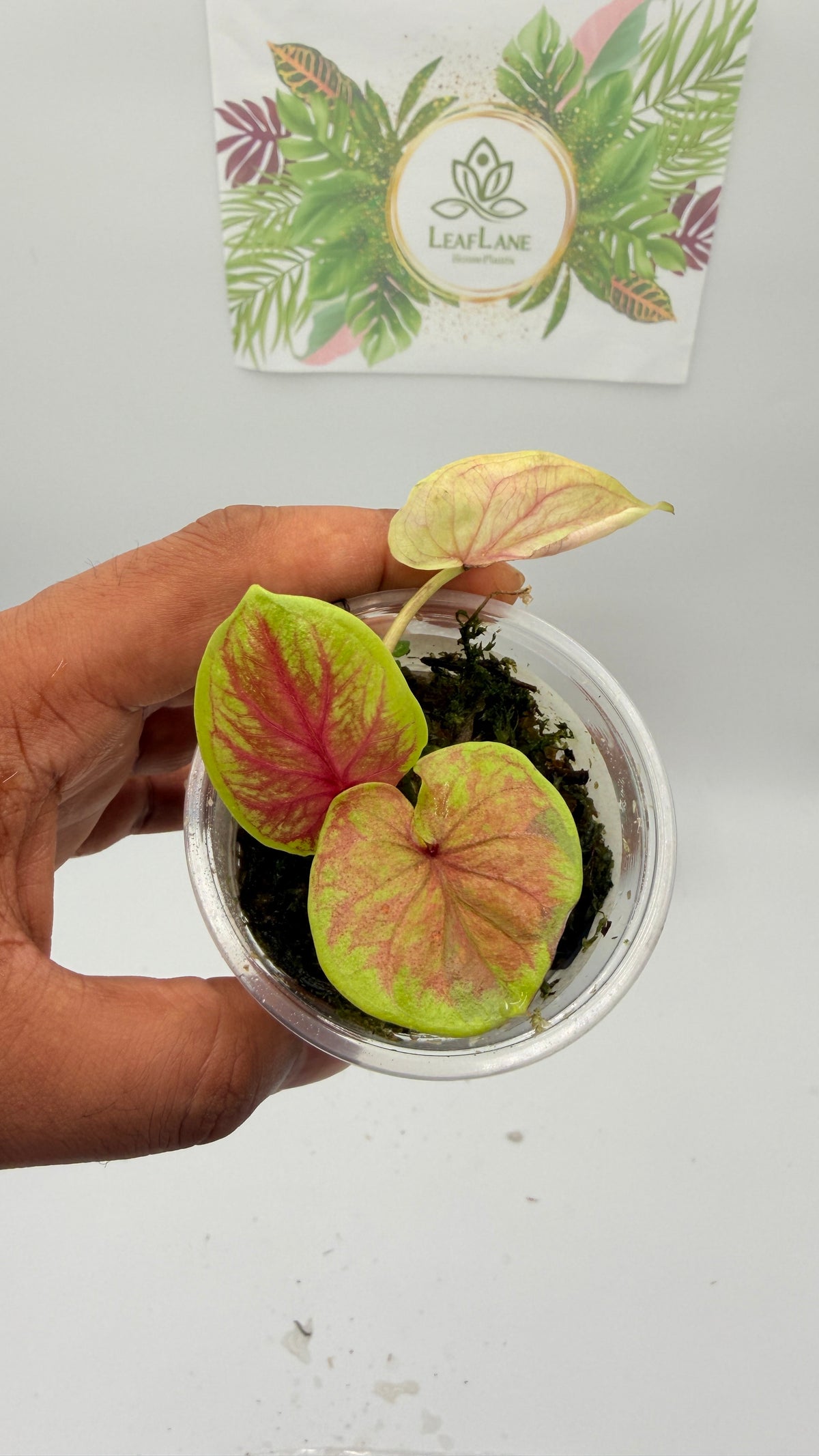 Caladium Variegated
