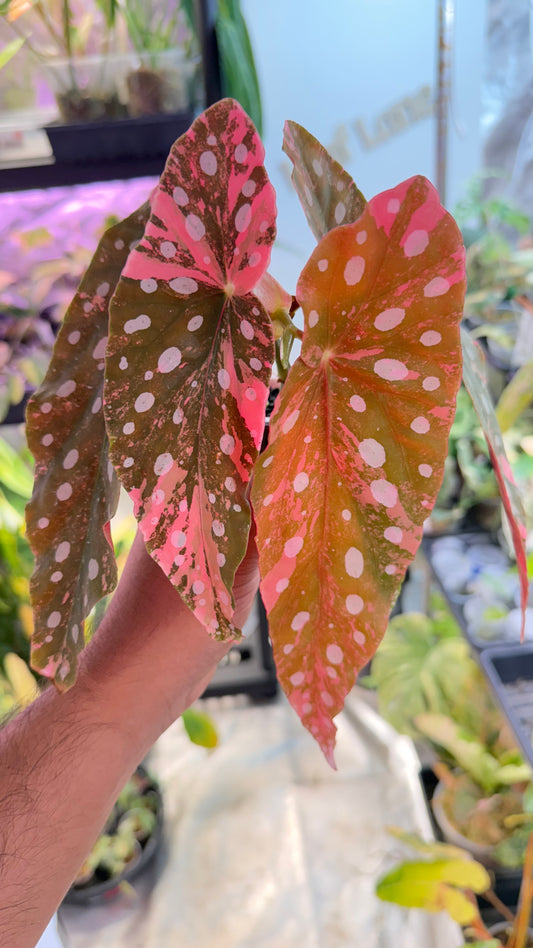 Begonia Maculata Pink Variegated
