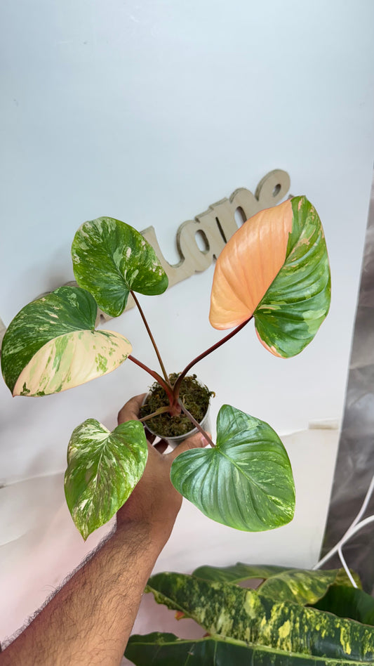 Homalomena Rubescens Variegated Pink