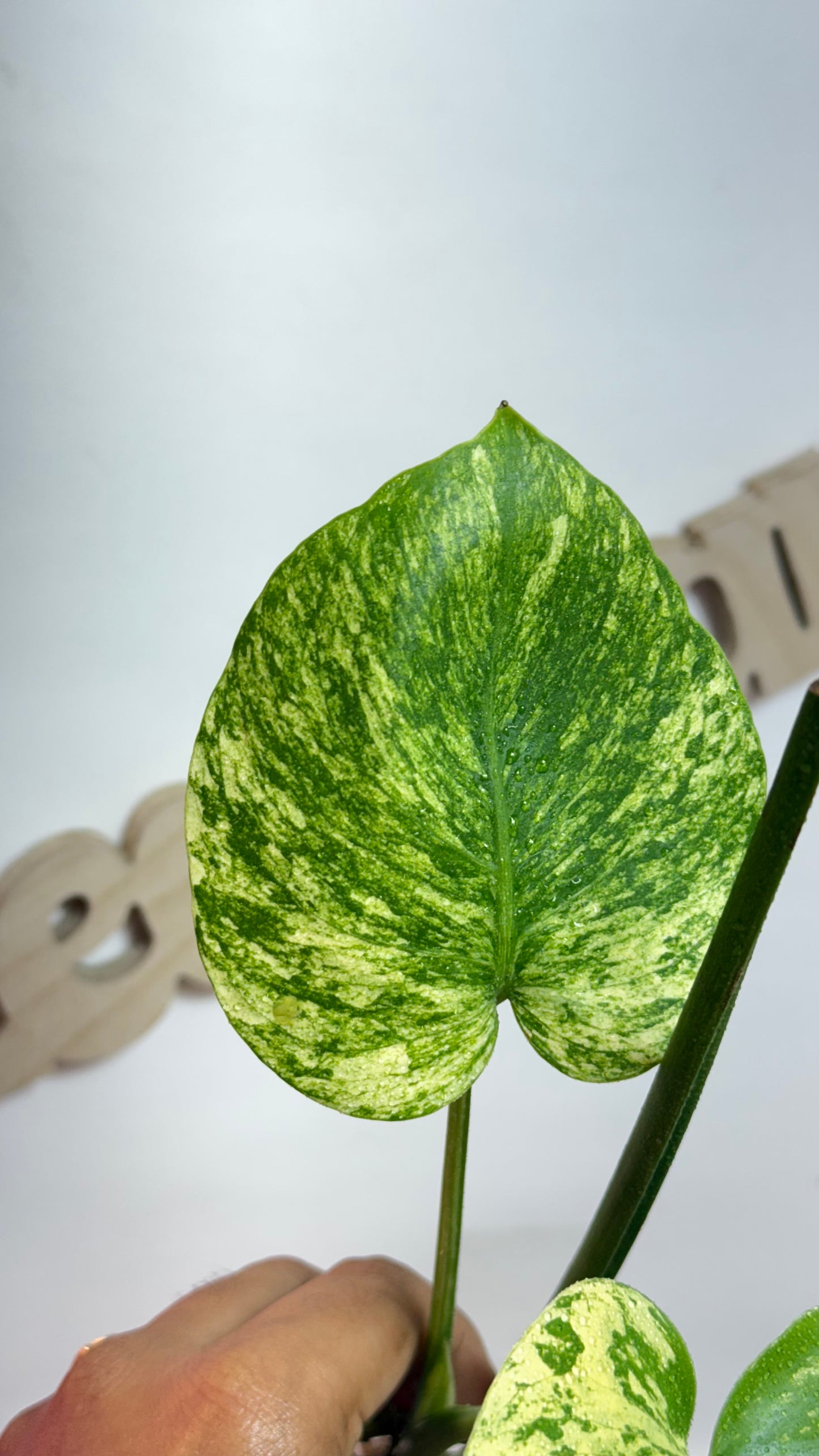 Monstera deliciosa MINT Siam Variegated | Rare Aroid | Large form