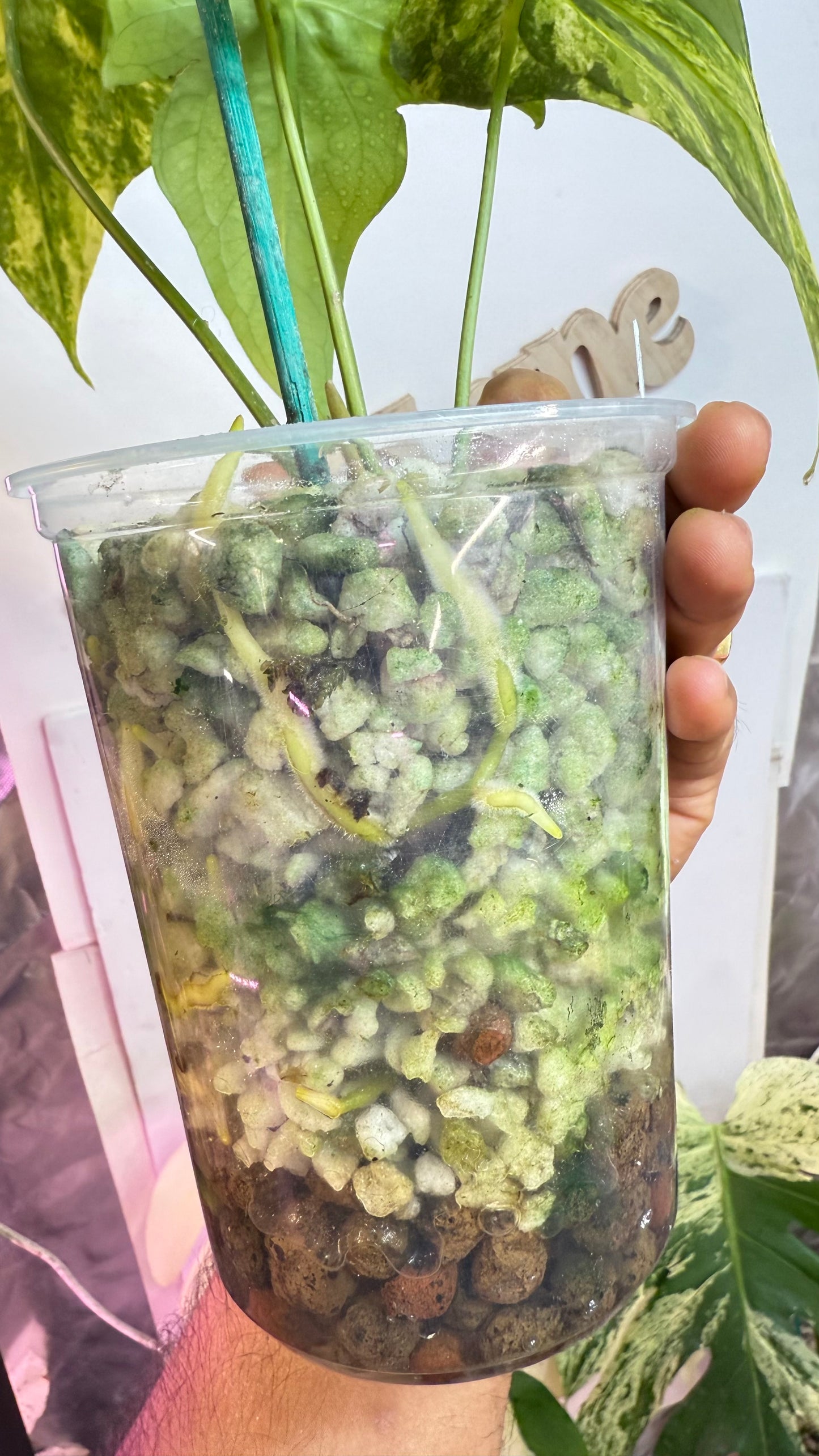 Anthurium Pterodactyl Variegated