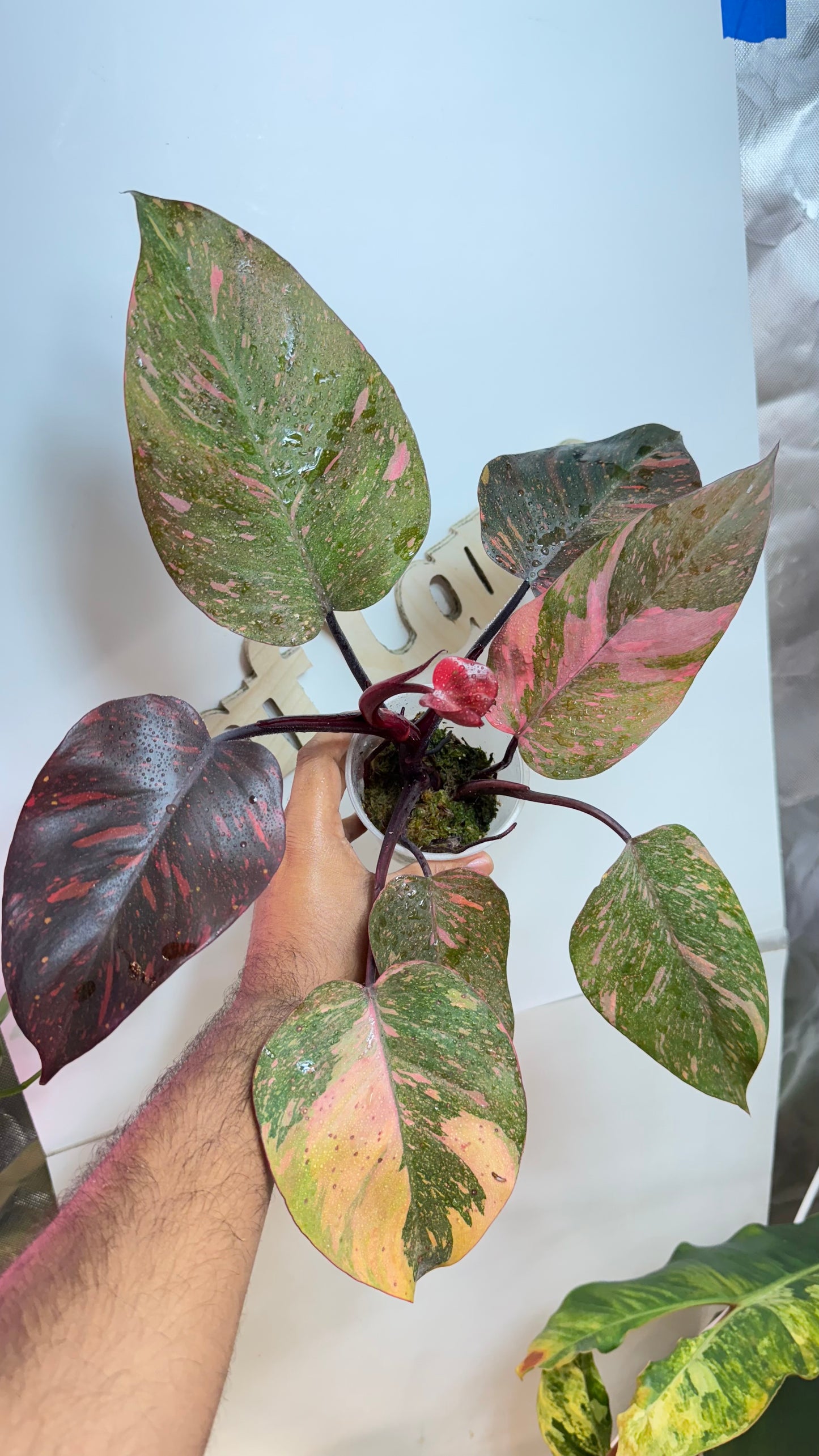 Philodendron Orange Princess Galaxy Variegated