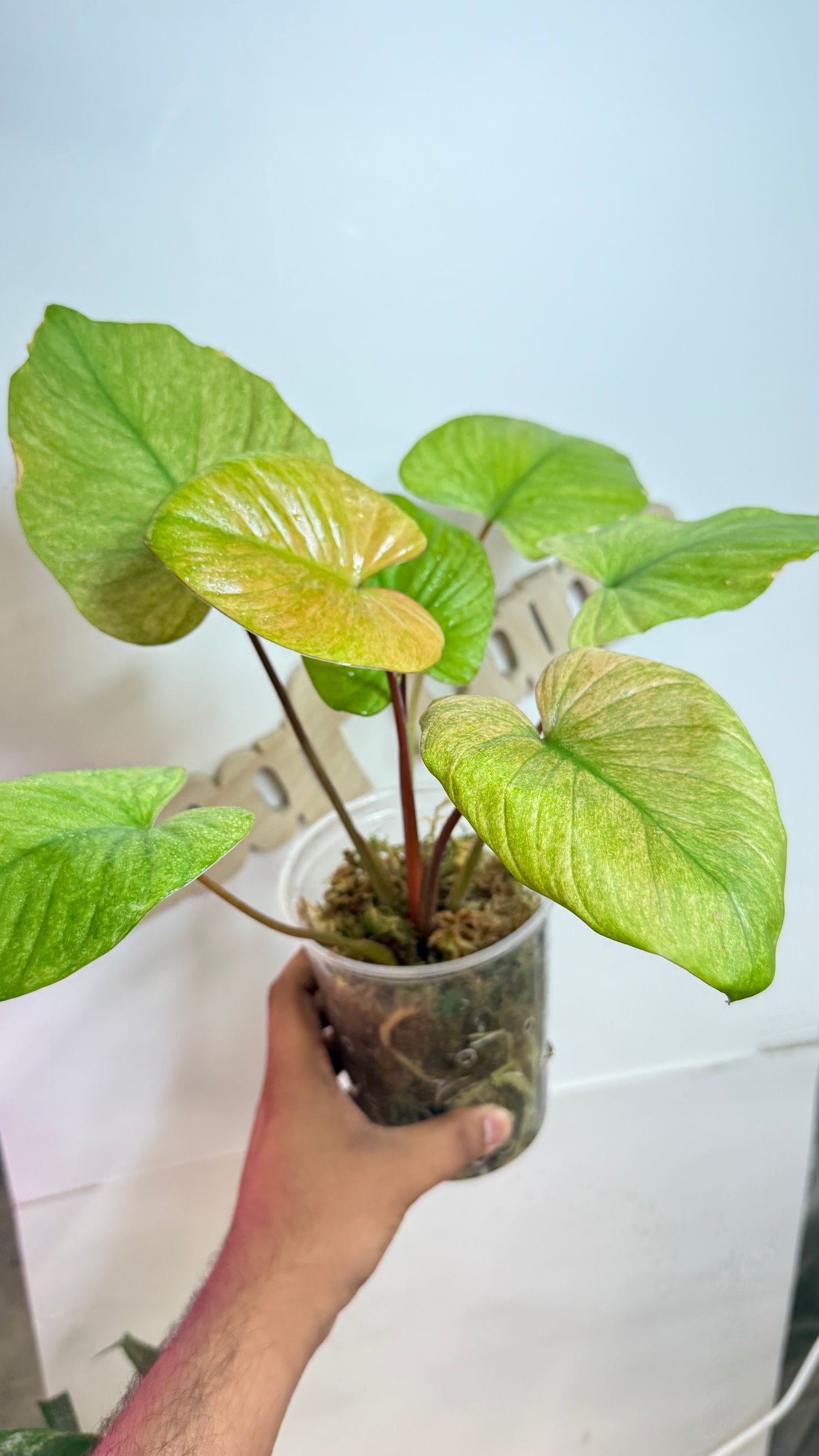 Homalomena Rubescens Variegated Mint with Pink undertones