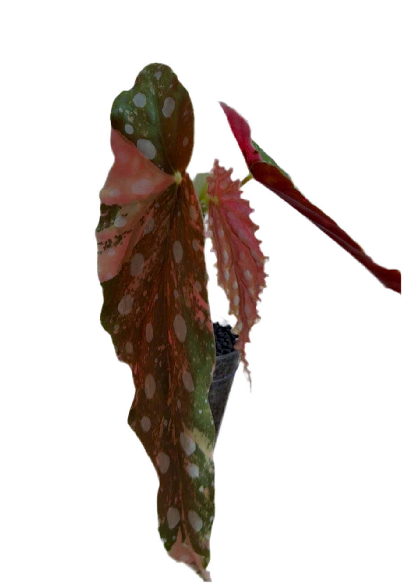 Begonia Maculata Pink Variegated
