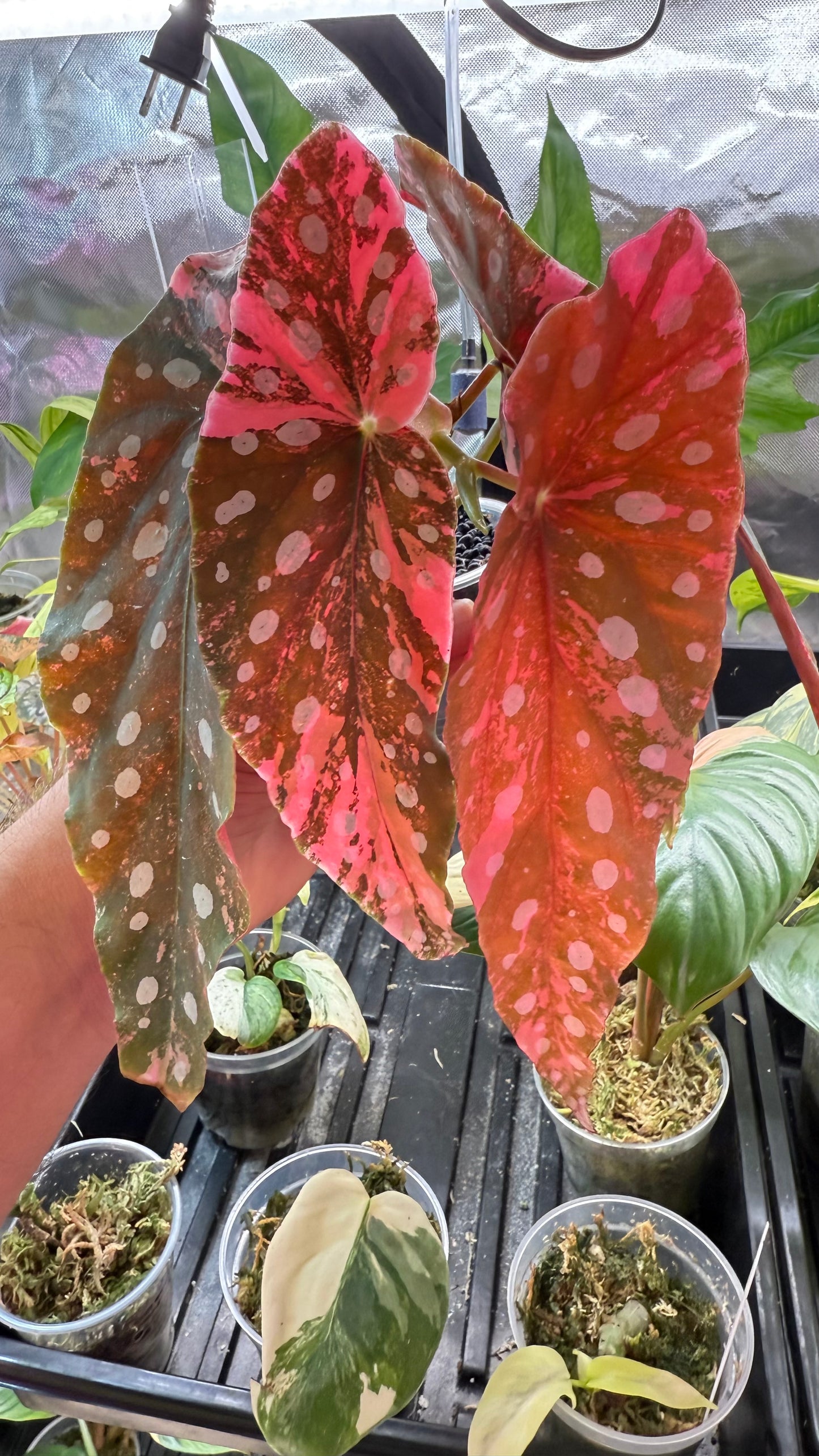 Begonia Maculata Pink Variegated