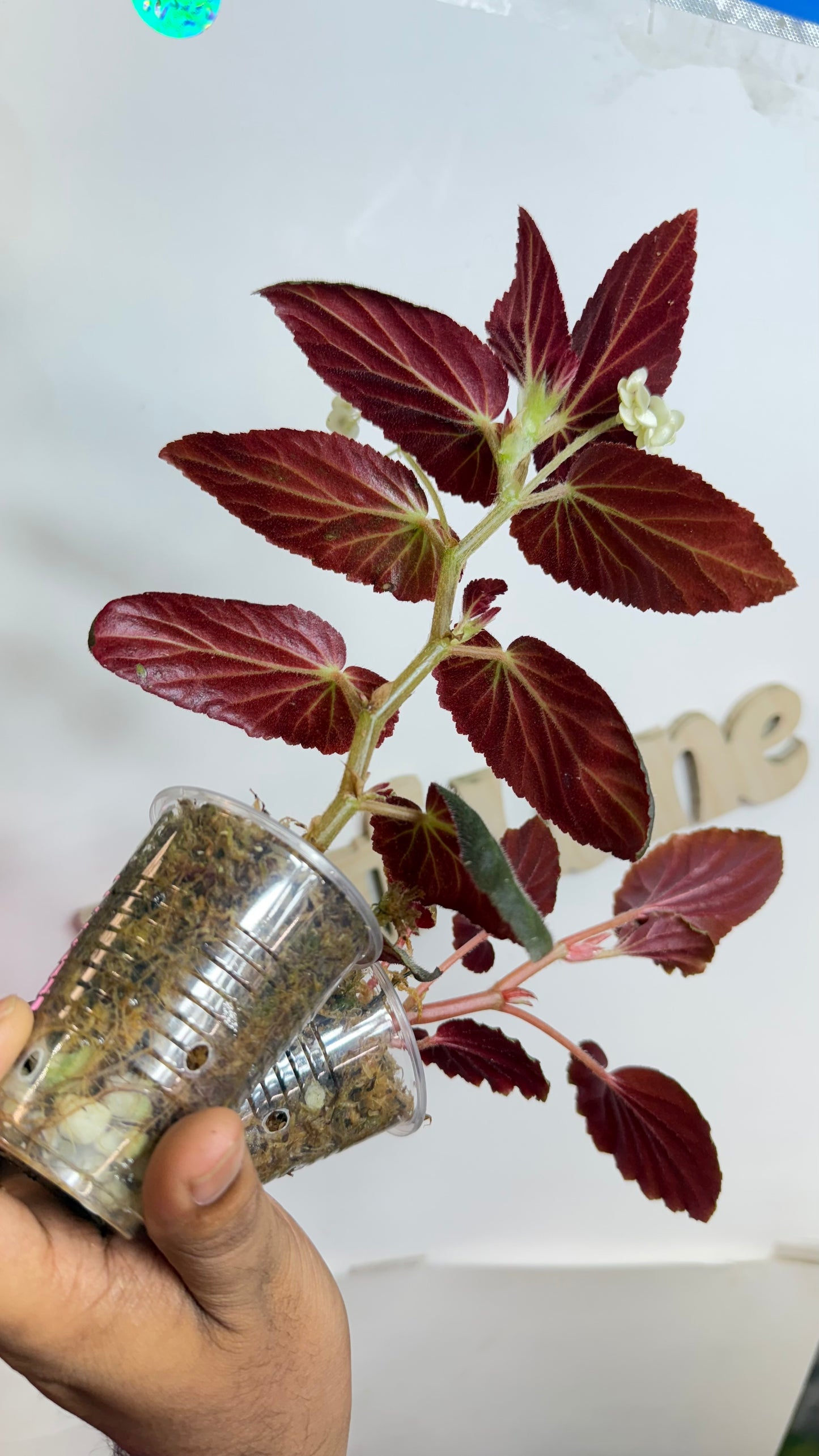 Begonia Reverted Bundle from Var Mama ‘Withlacoochee’ | ‘Cuculatta’
