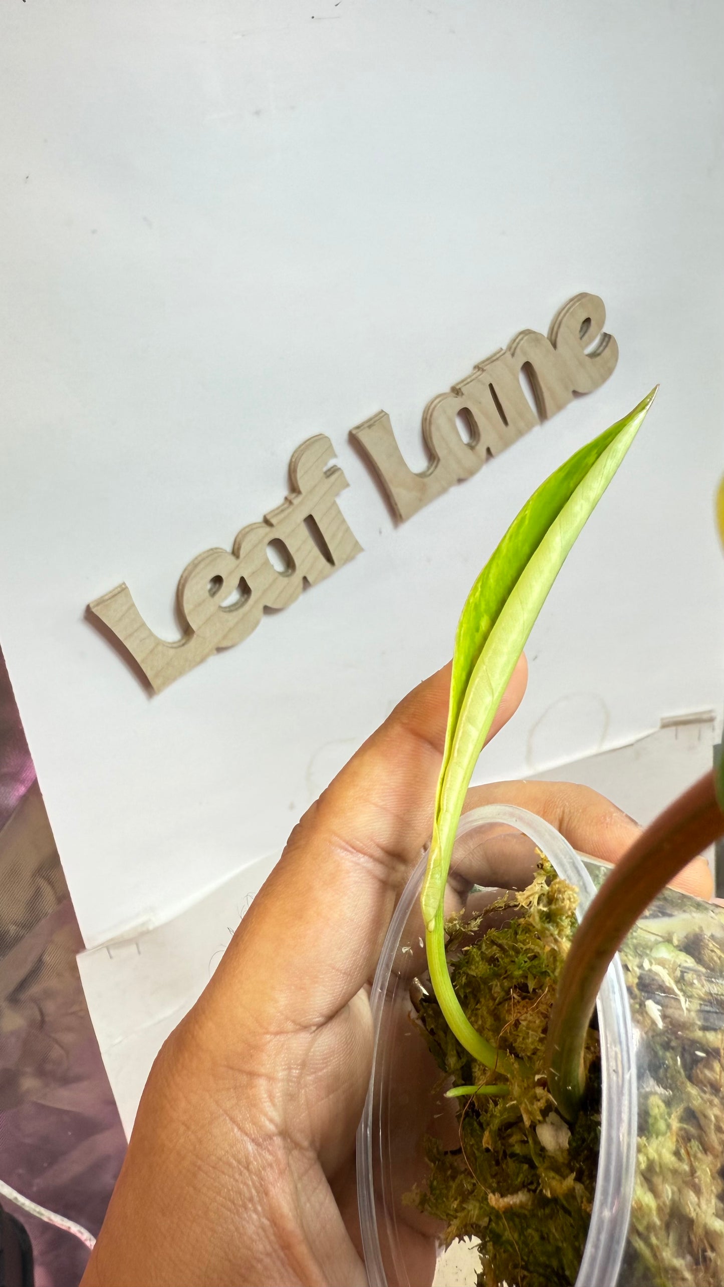 Philodendron Joepii Variegated