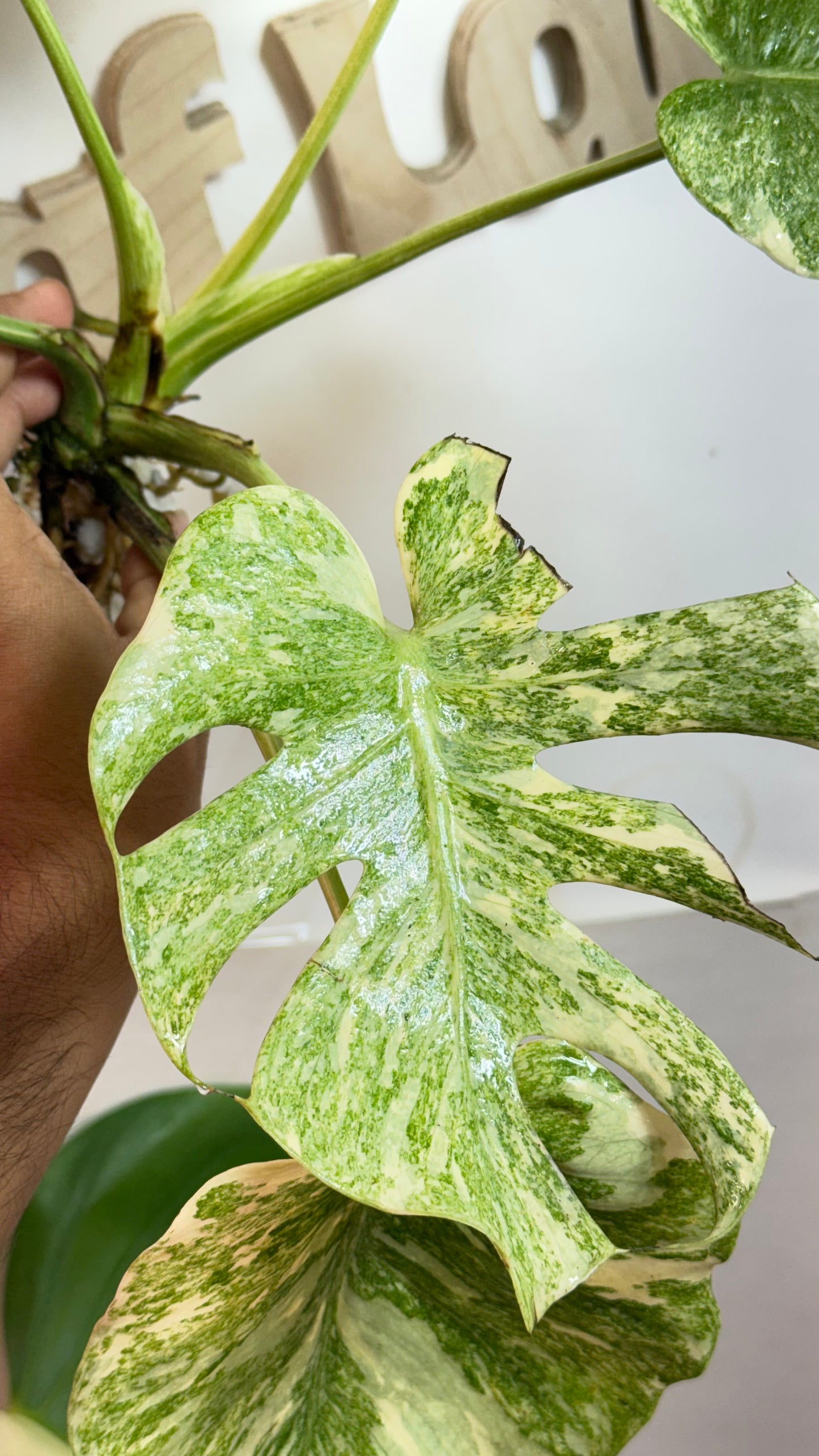 Monstera Delisiosa 'Platinum' Variegated |7 th leaf soon | Rare Aroid