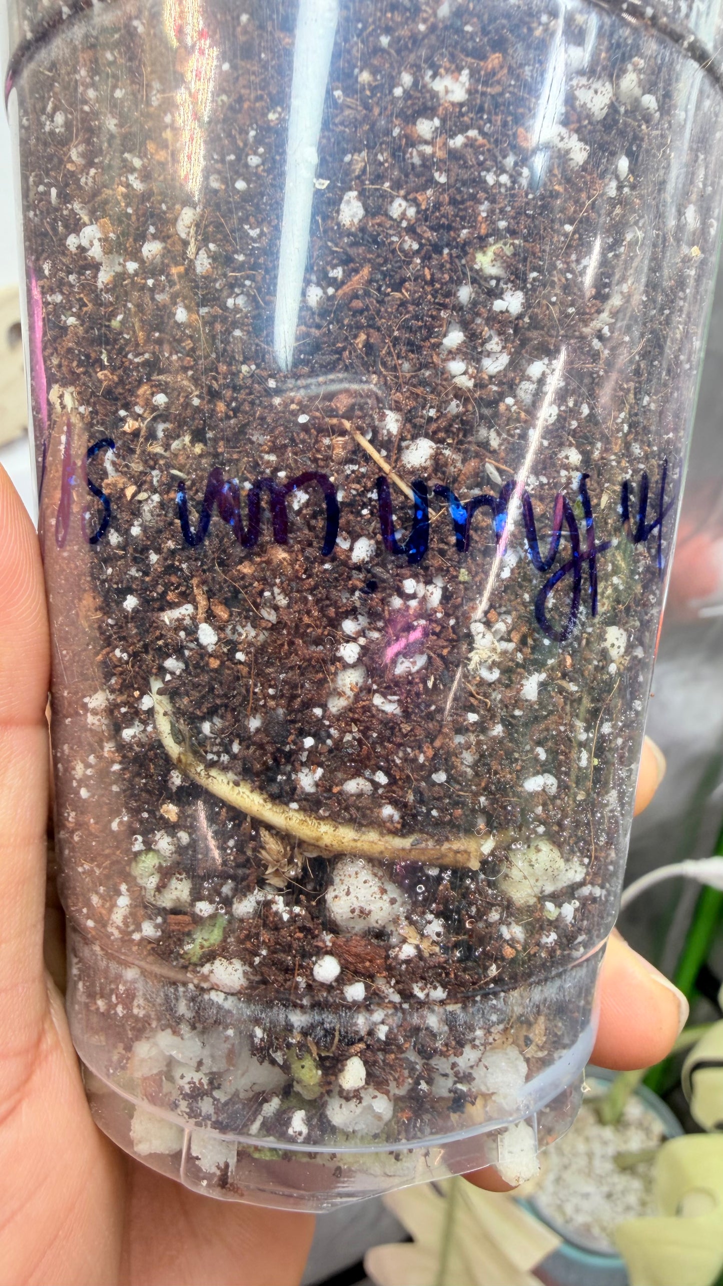 Philodendron Fiora (florida beauty x
mayoii x black billeitiae) | Rooted with New Growth