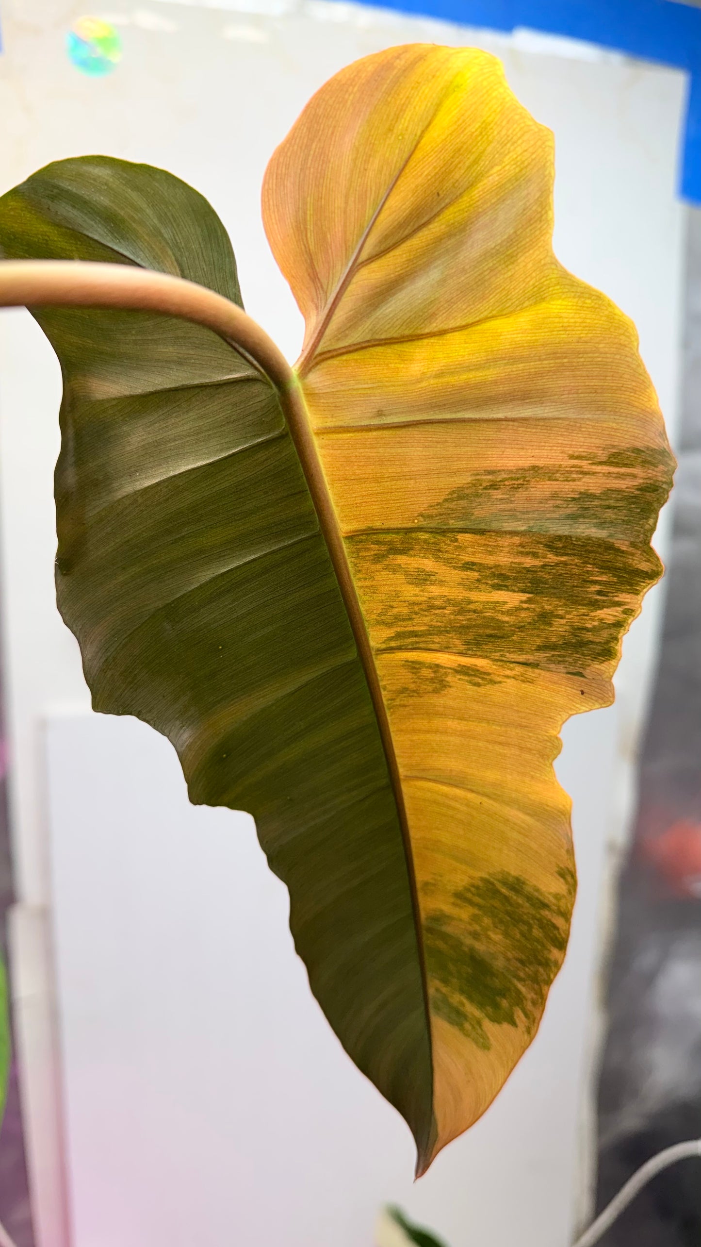 Philodendron Fiora (florida beauty x
mayoii x black billeitiae)