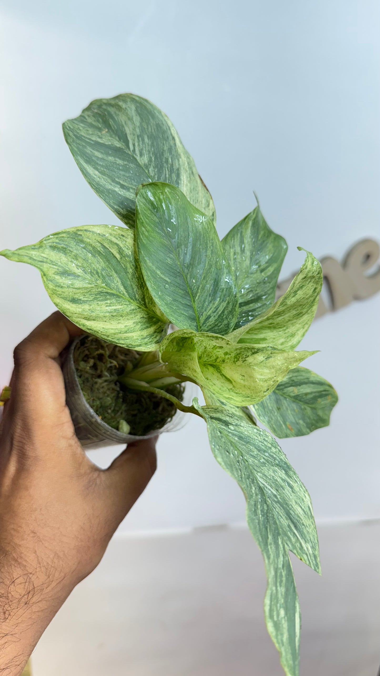 Calathea sp Borneo Variegated