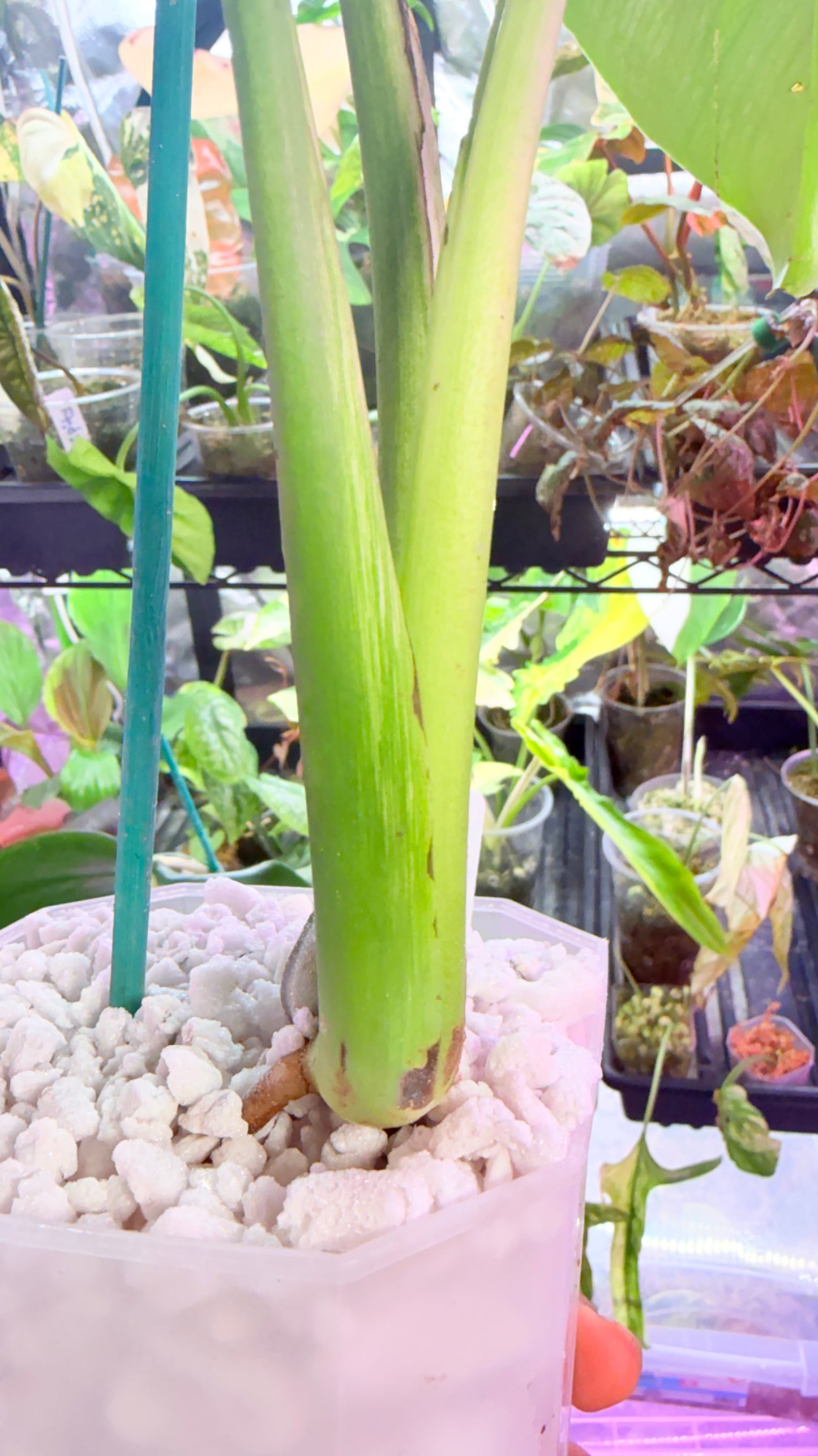 Monstera Devil 🌿 Working on 4 th leaf🌿