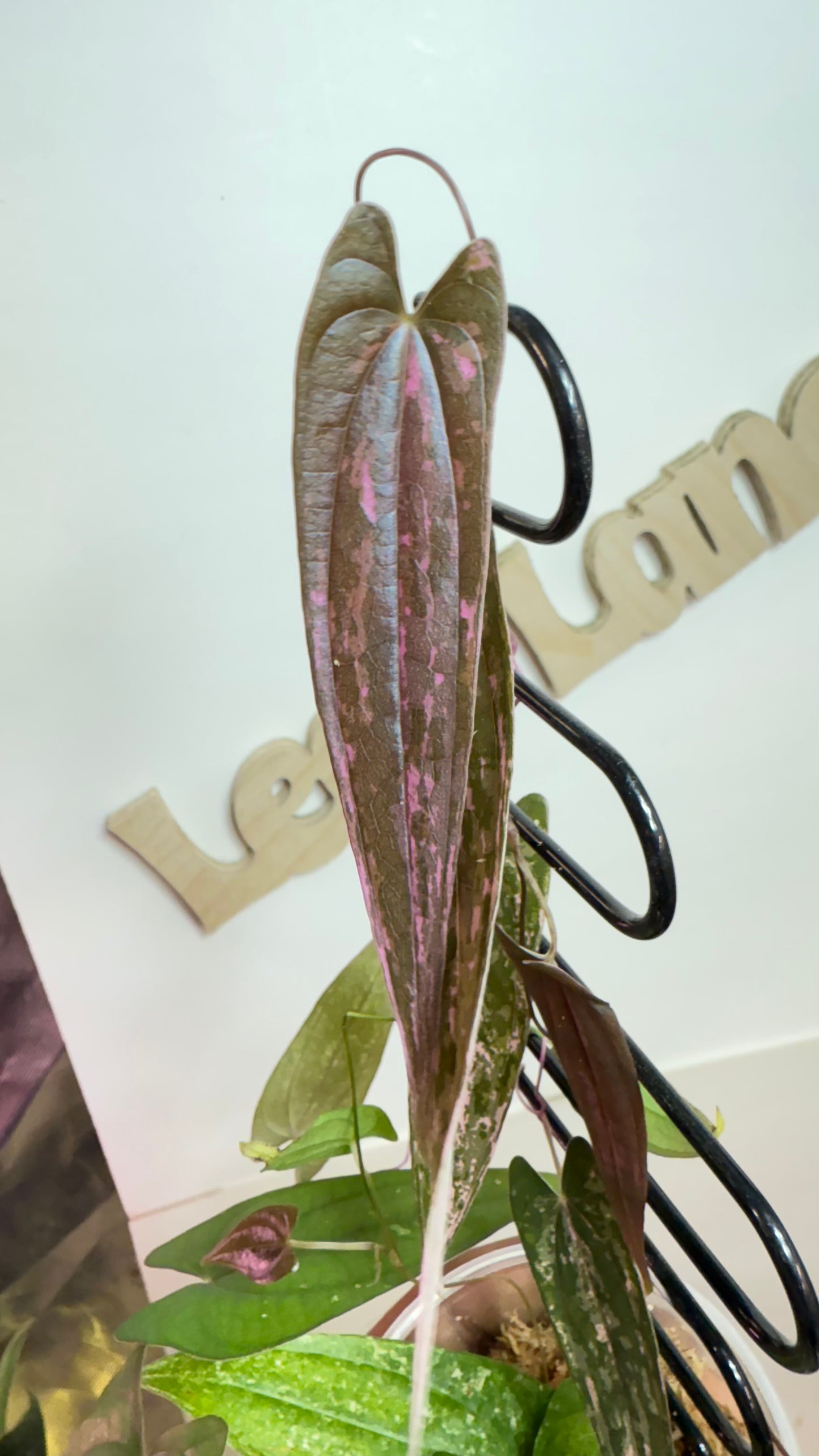 Discorea Pink Pixel Variegated🌿Please Choose Next day air shipping🌿