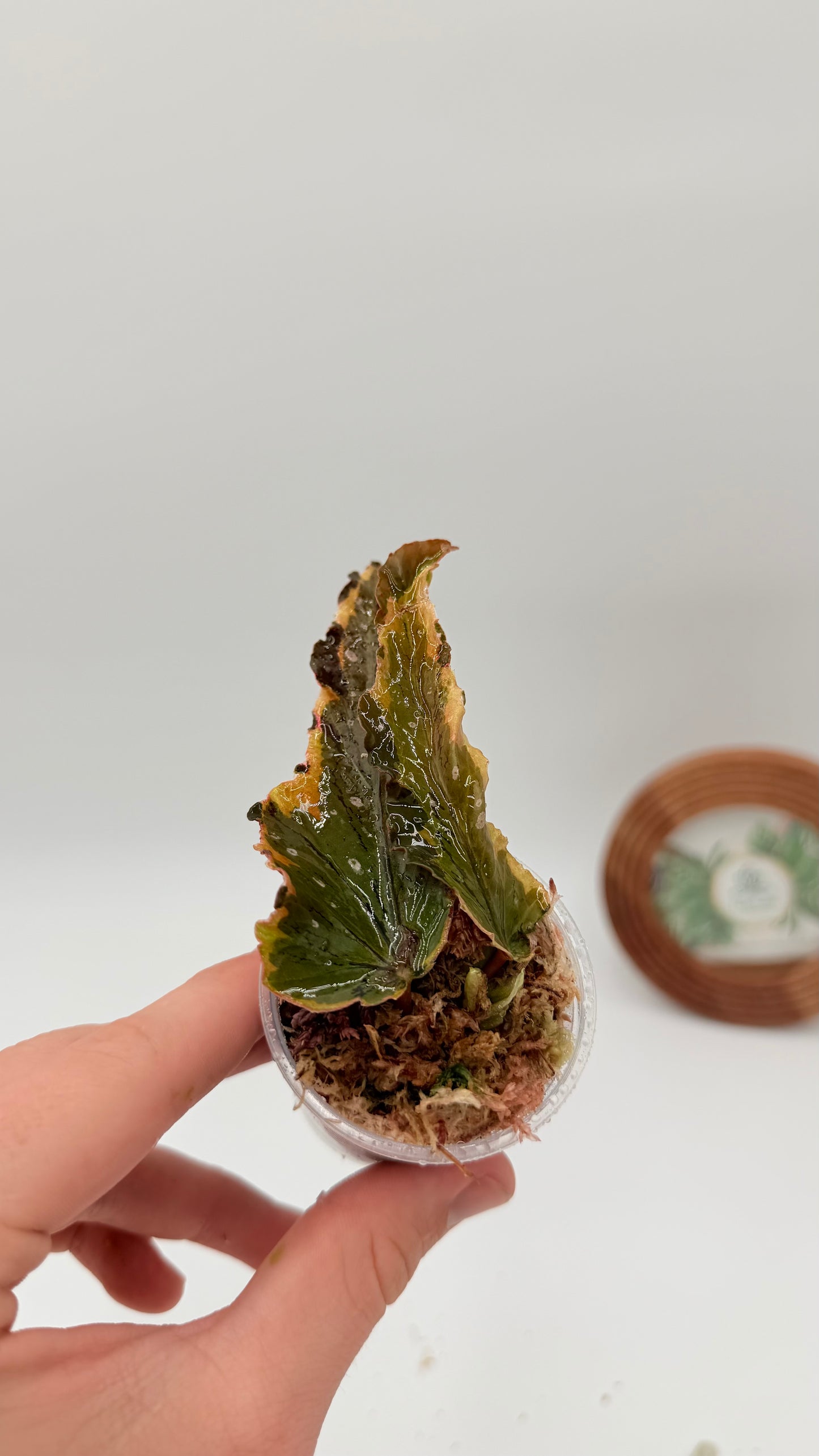 Begonia Dainty Spray variegated rooted