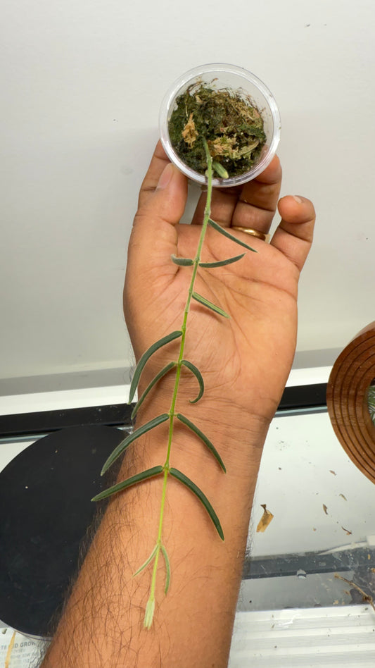Hoya Linearis well rooted starter