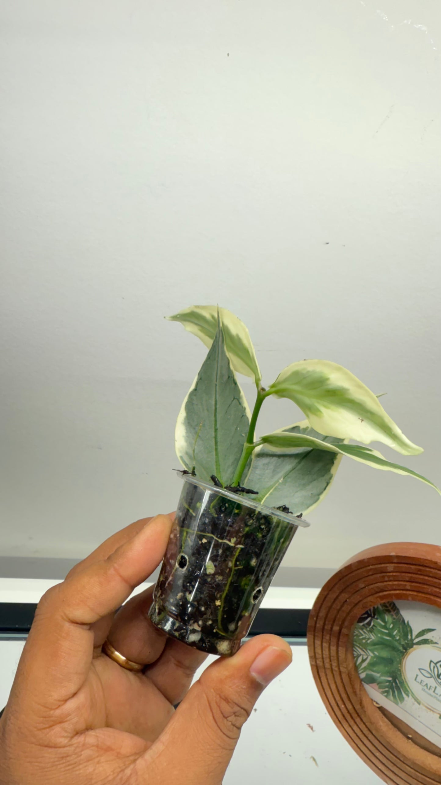 Hoya Polyneura Albomarginata Outer Variegated / Mermaid Tail / Fish tail