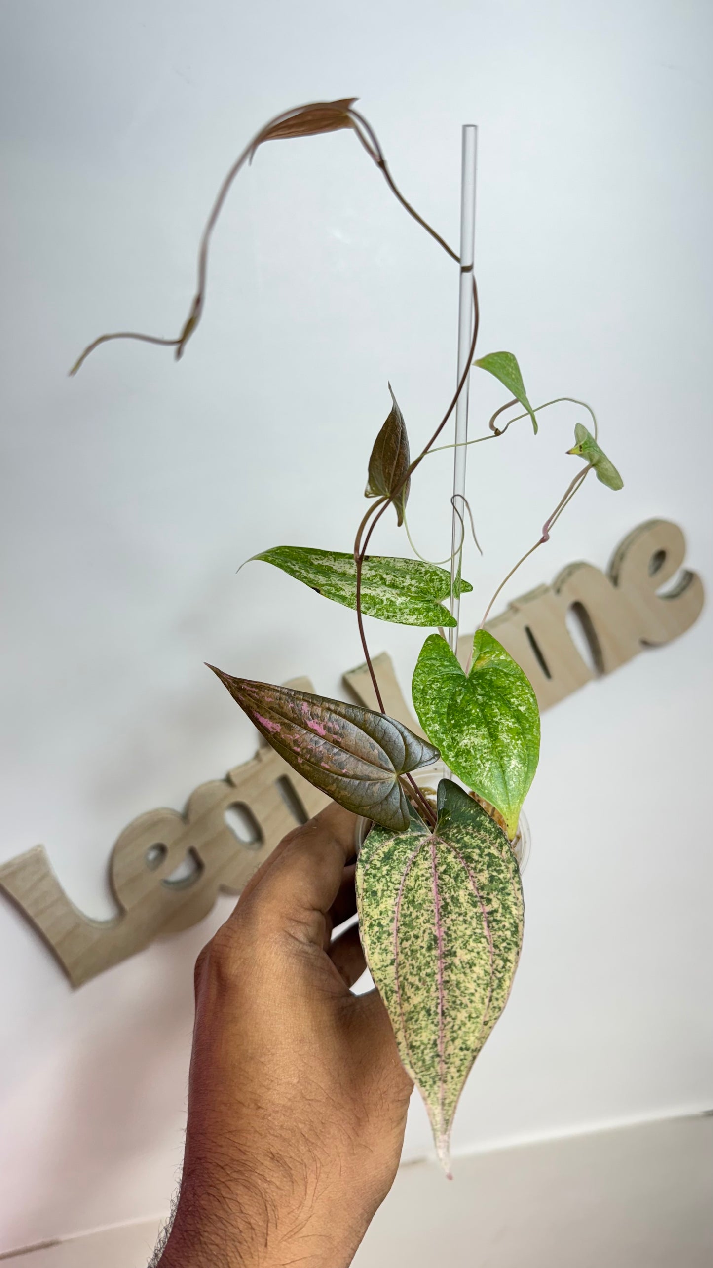 Discorea Pink Pixel Variegated🌿Please Choose Next day air shipping🌿