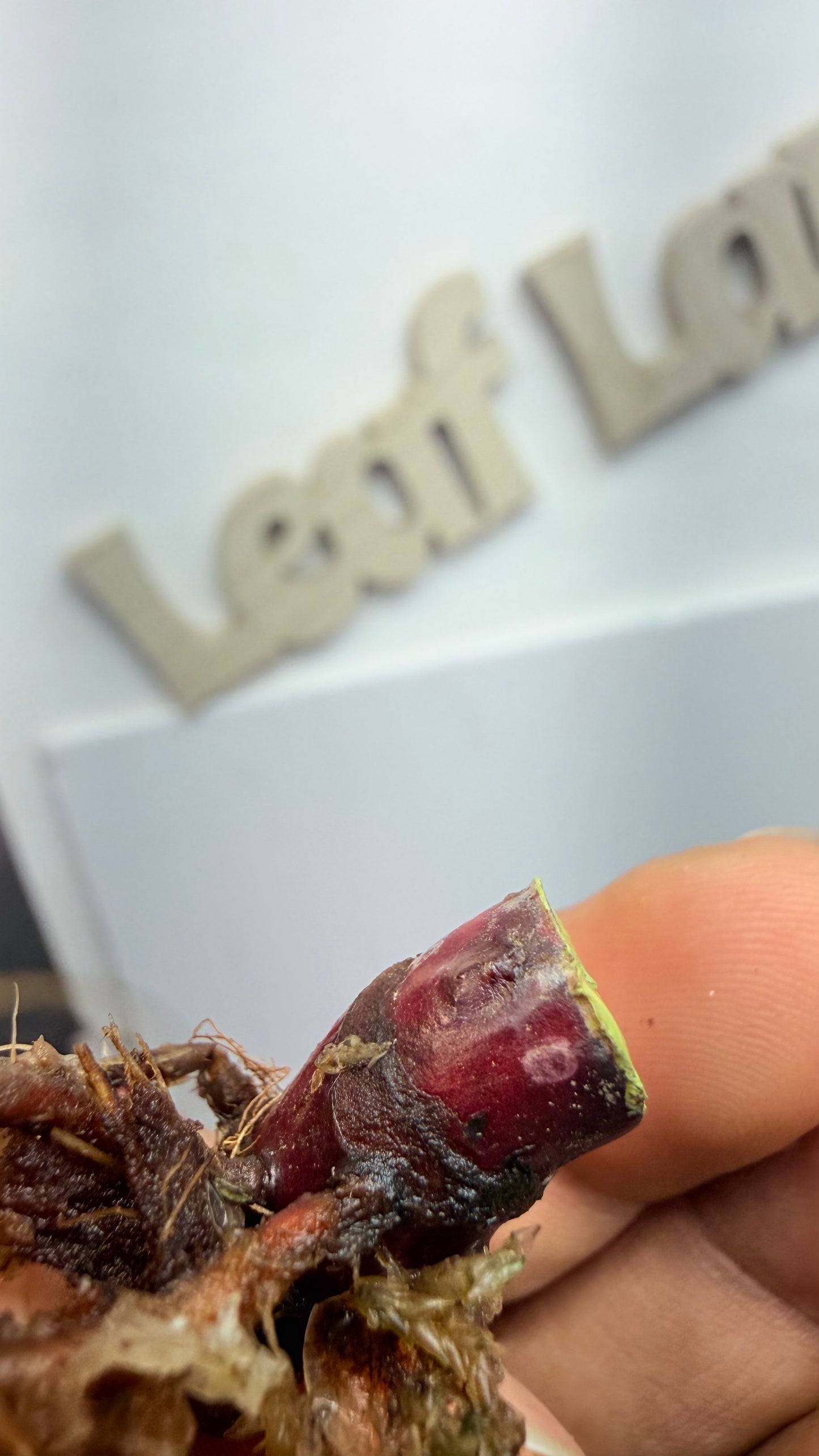 Philodendron ‘Skittles’ (White Knight Multicolor) butt 2 mid node with 2 growth points