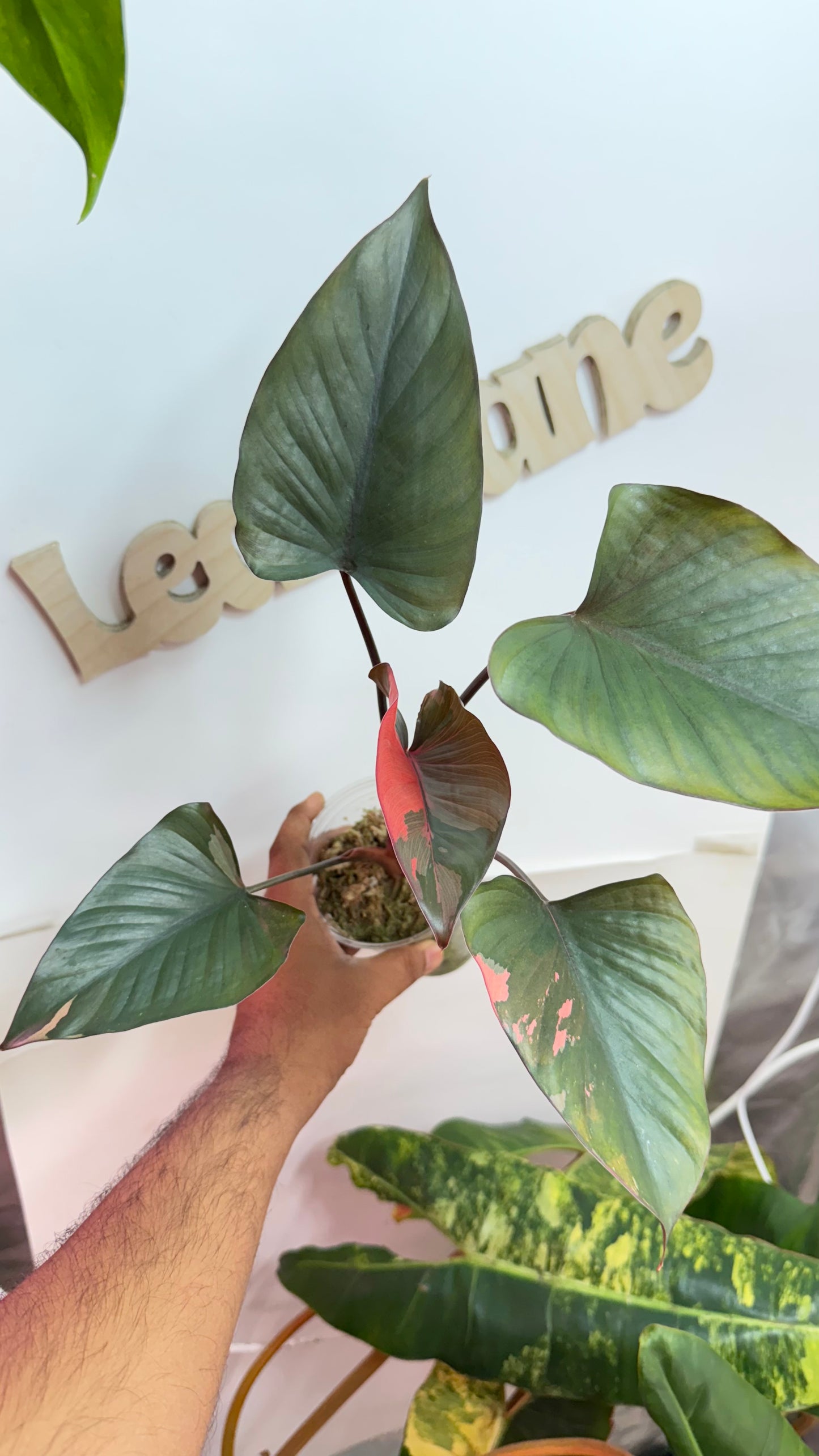 Homalomena Variegated Pink Diamond