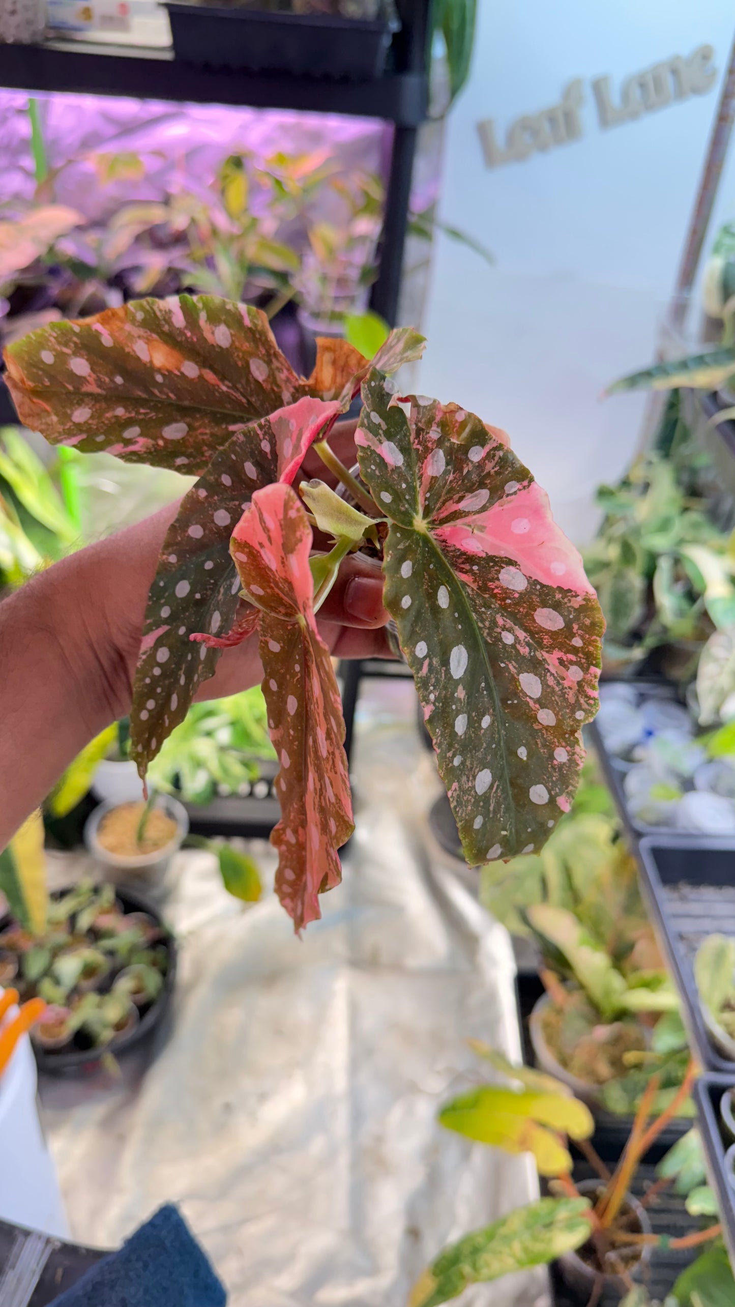 Begonia Maculata Pink Variegated