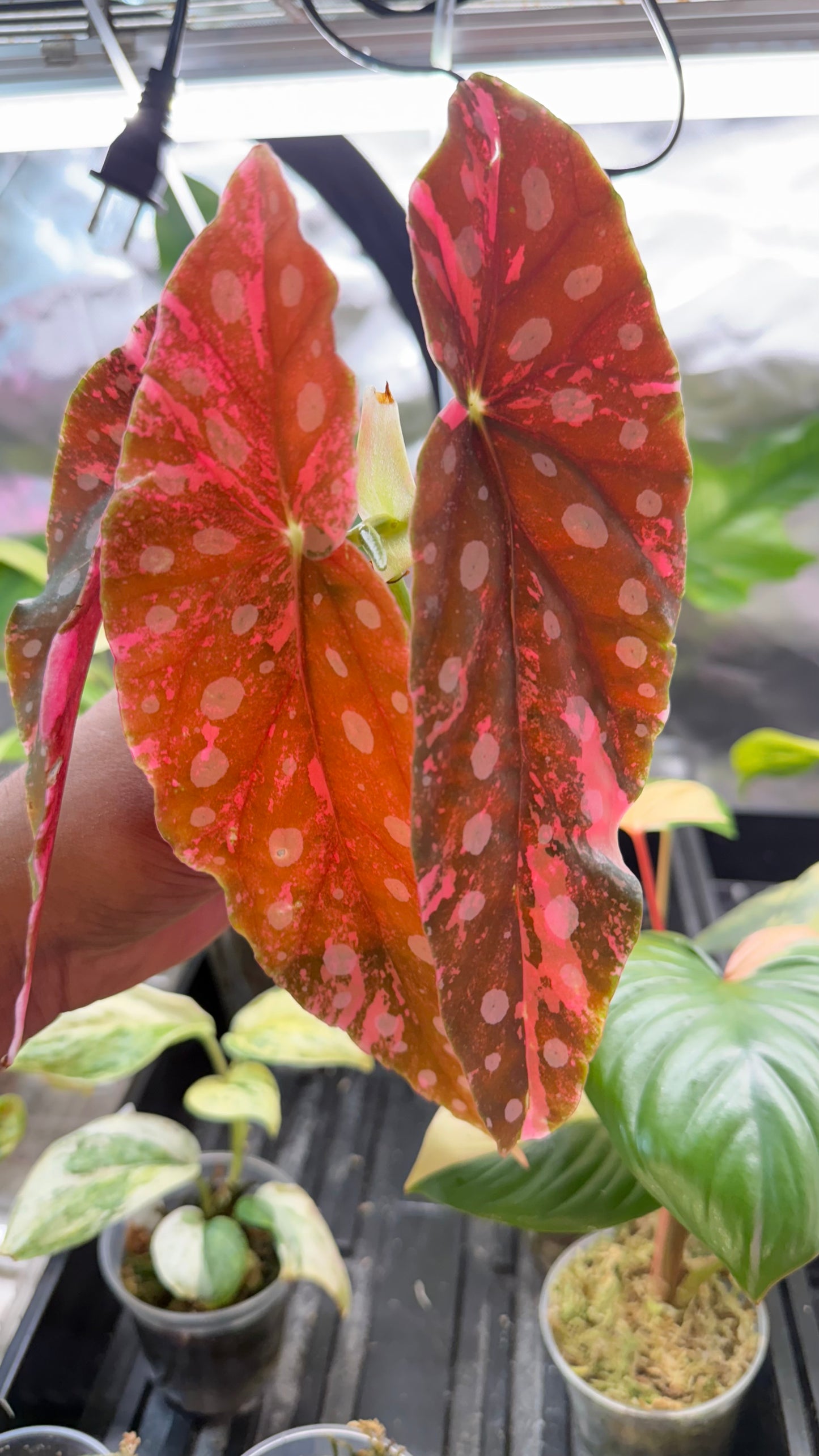 Begonia Maculata Pink Variegated