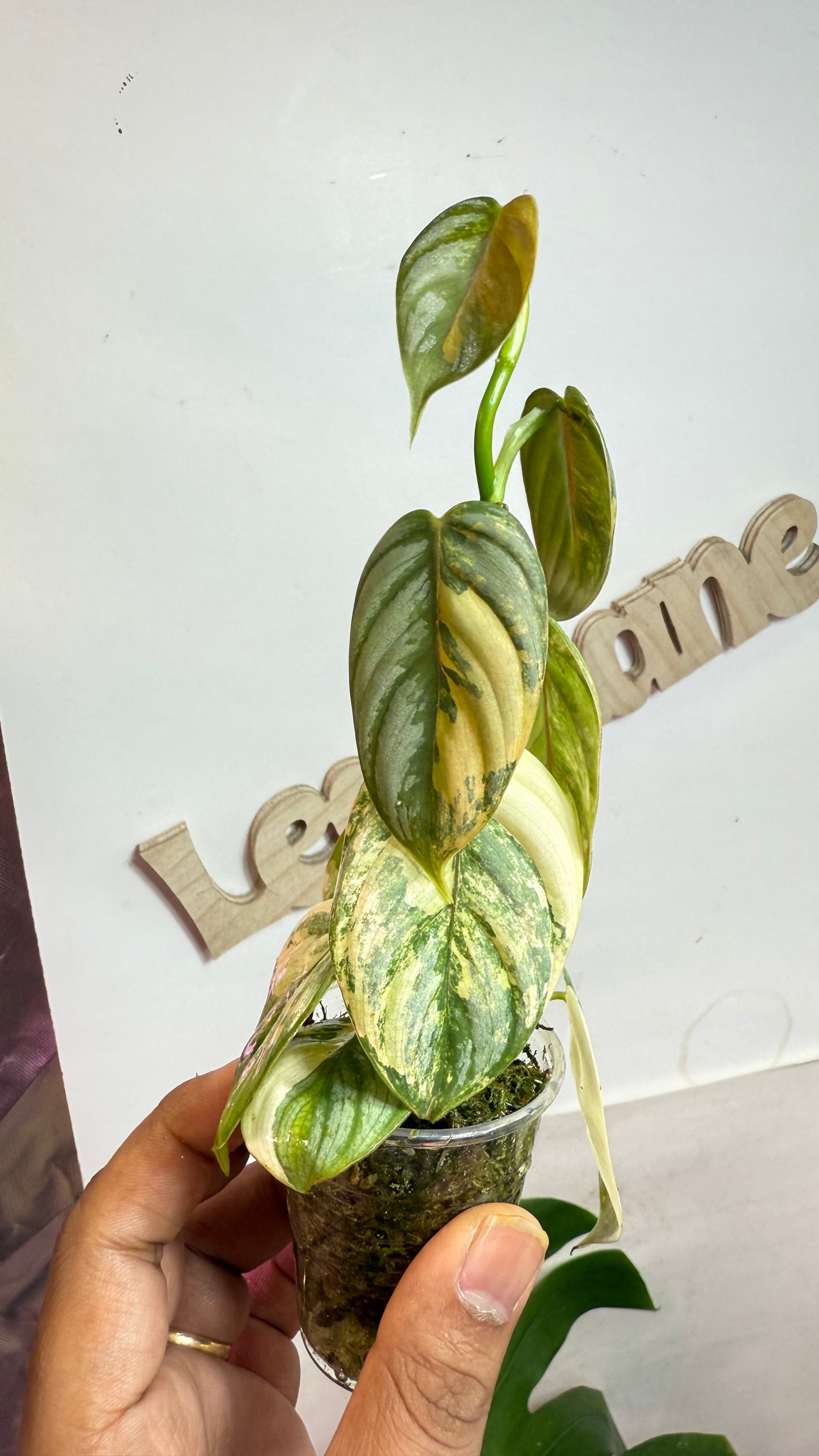 Philodendron Brandtianum Variegated - Exact Plant Ultra Rare