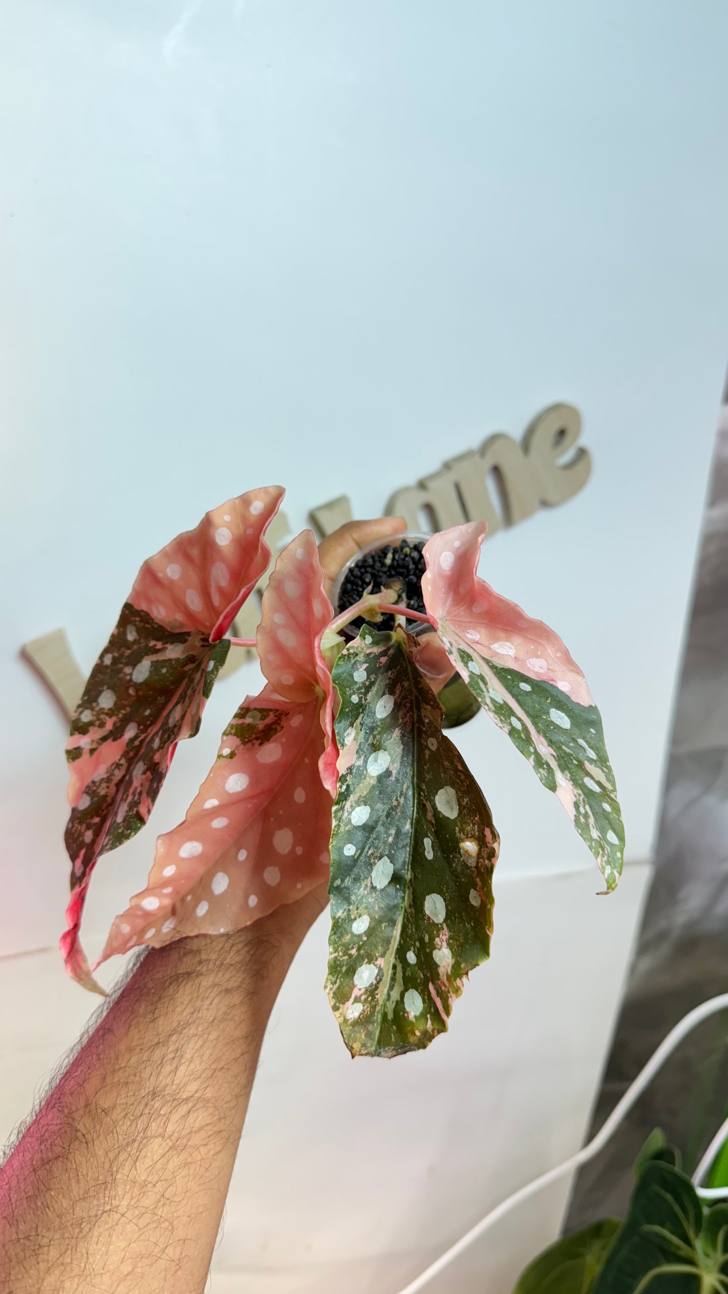 Begonia Maculata Pink variegated 🌿High Colors🌿
