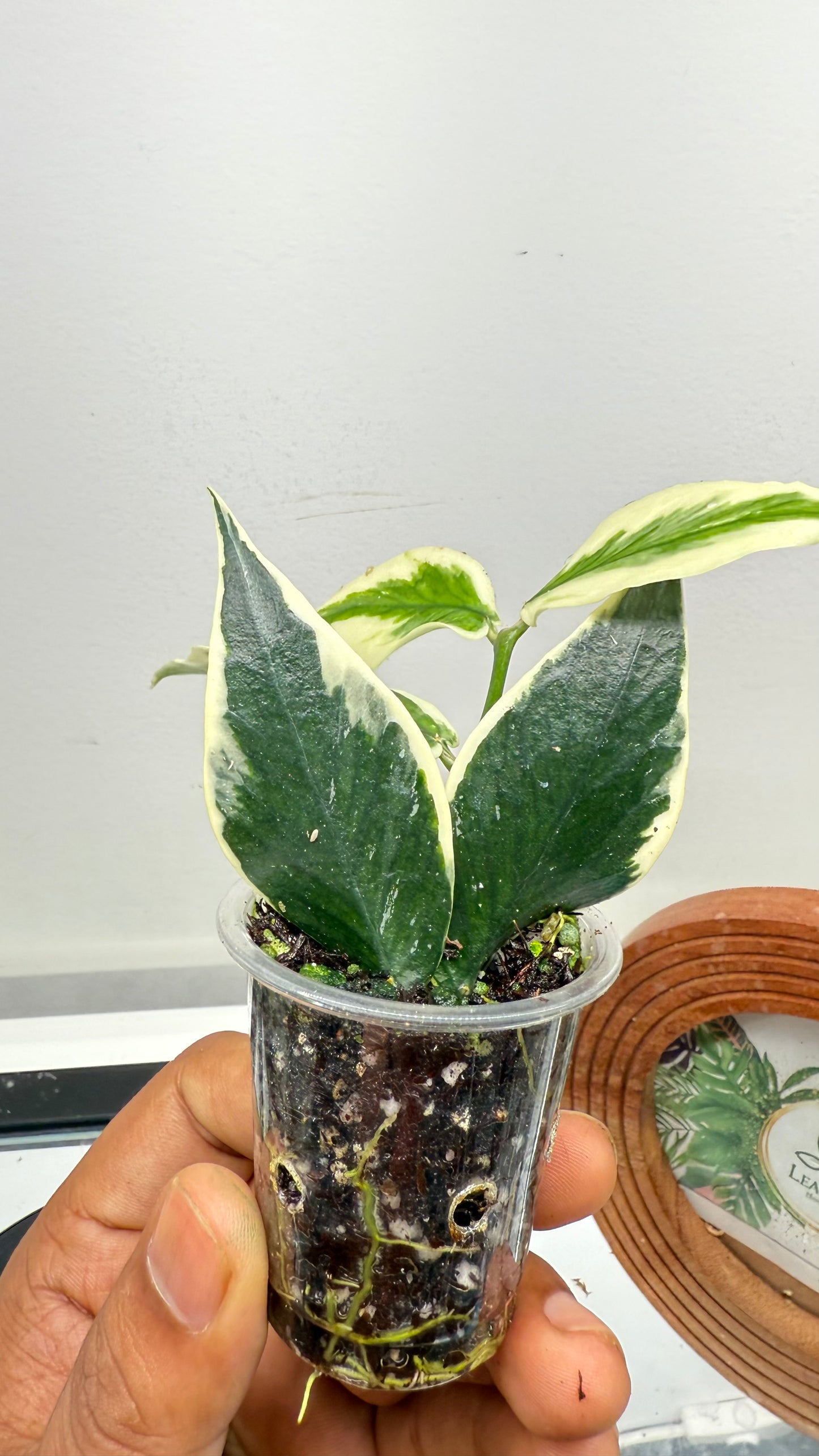 Hoya Polyneura Albomarginata Outer Variegated / Mermaid Tail / Fish tail