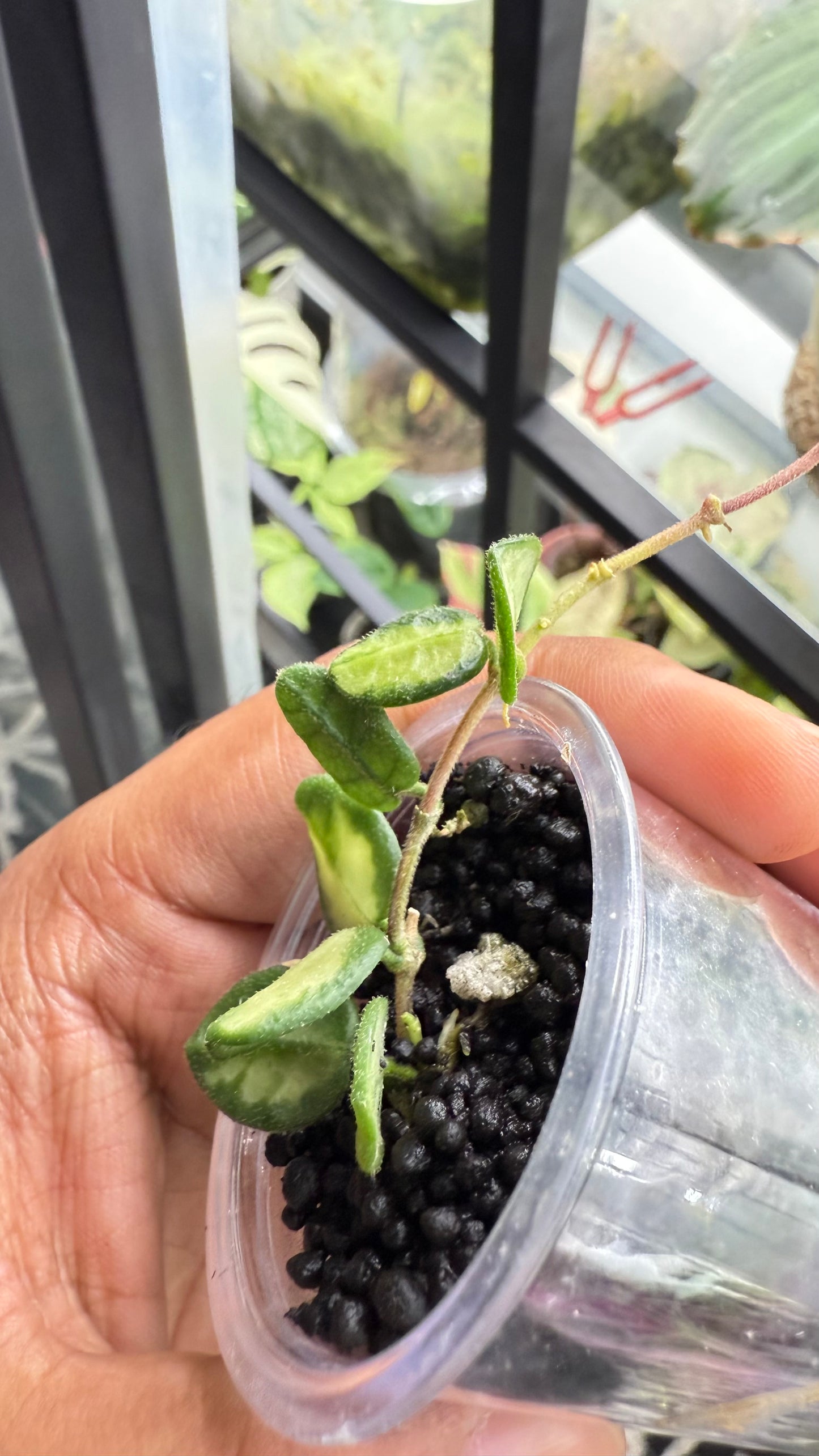 Hoya tengchongensis Variegated