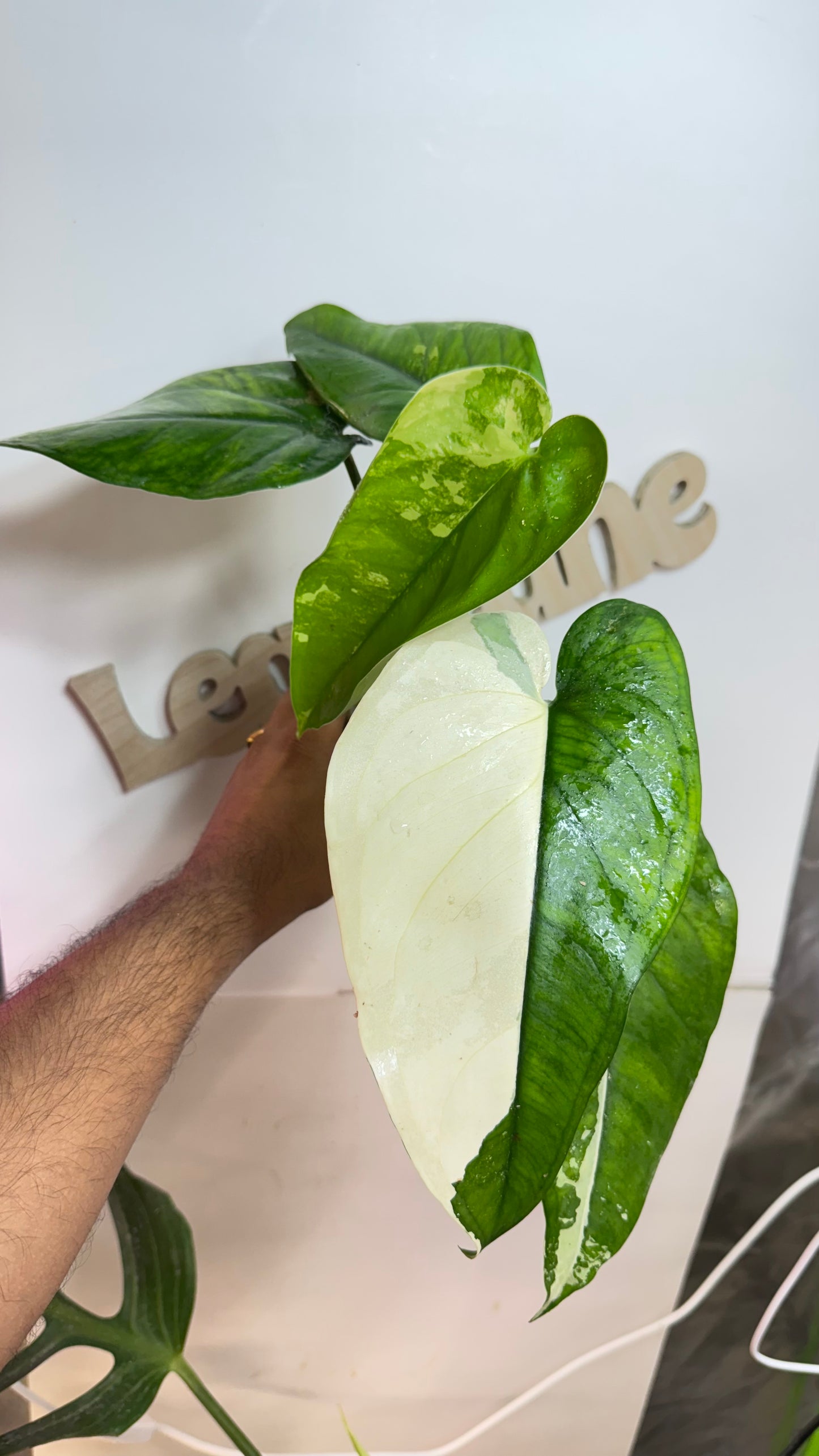 Syngonium Chiapense Variegated Albo