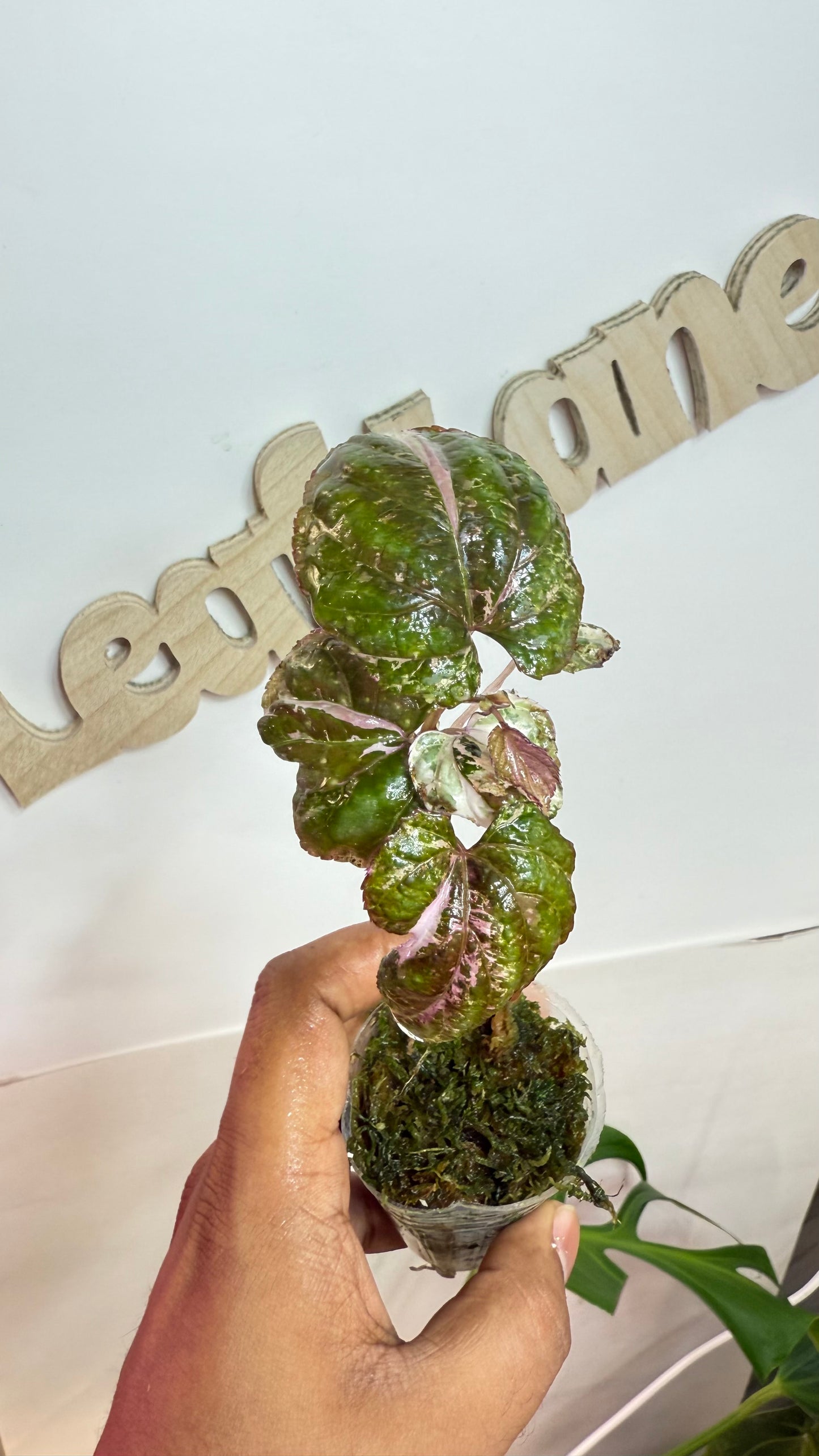 Cissus discolor variegated 🌿Grower's Choice🌿