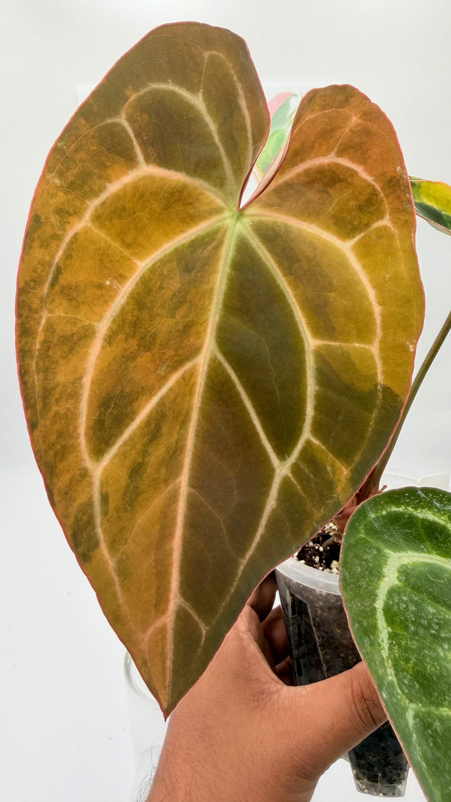 Anthurium Red crystallinum x Crystallinum Variegated huge