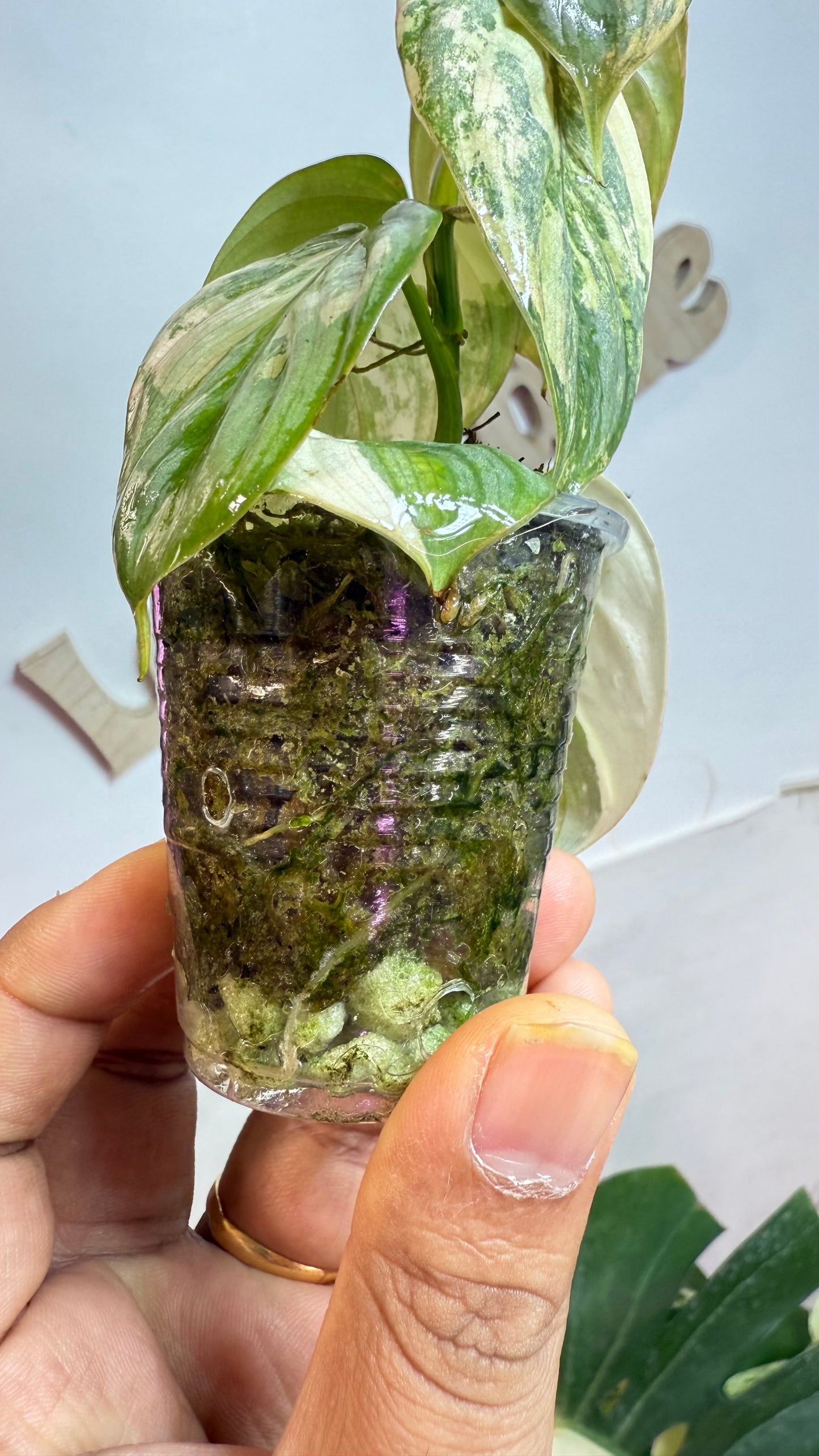 Philodendron Brandtianum Variegated - Exact Plant Ultra Rare