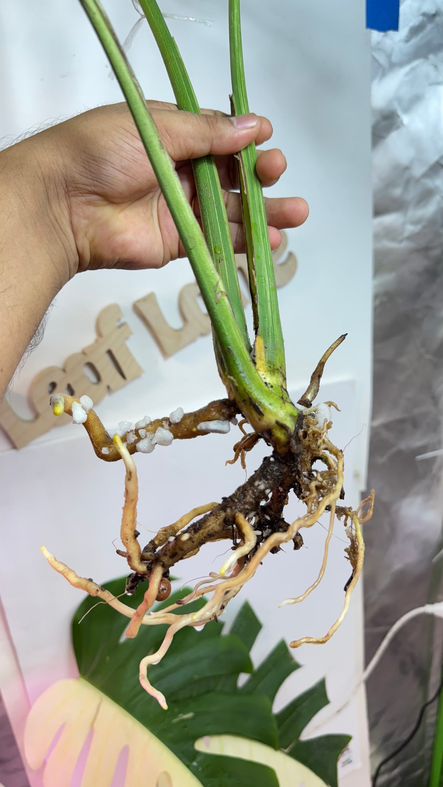 Huge Monstera Deliciosa “White Tear”