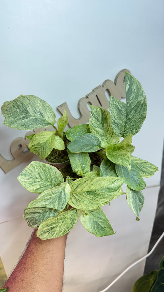Calathea sp Borneo Variegated