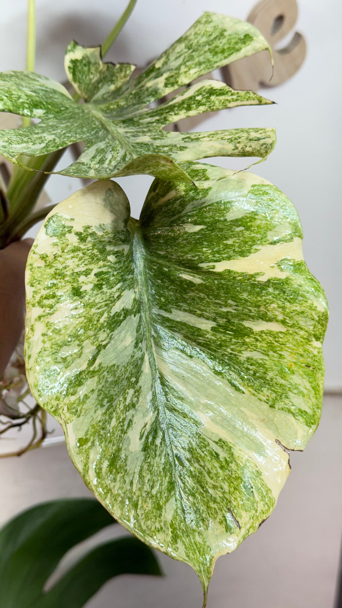 Monstera Delisiosa 'Platinum' Variegated |7 th leaf soon | Rare Aroid