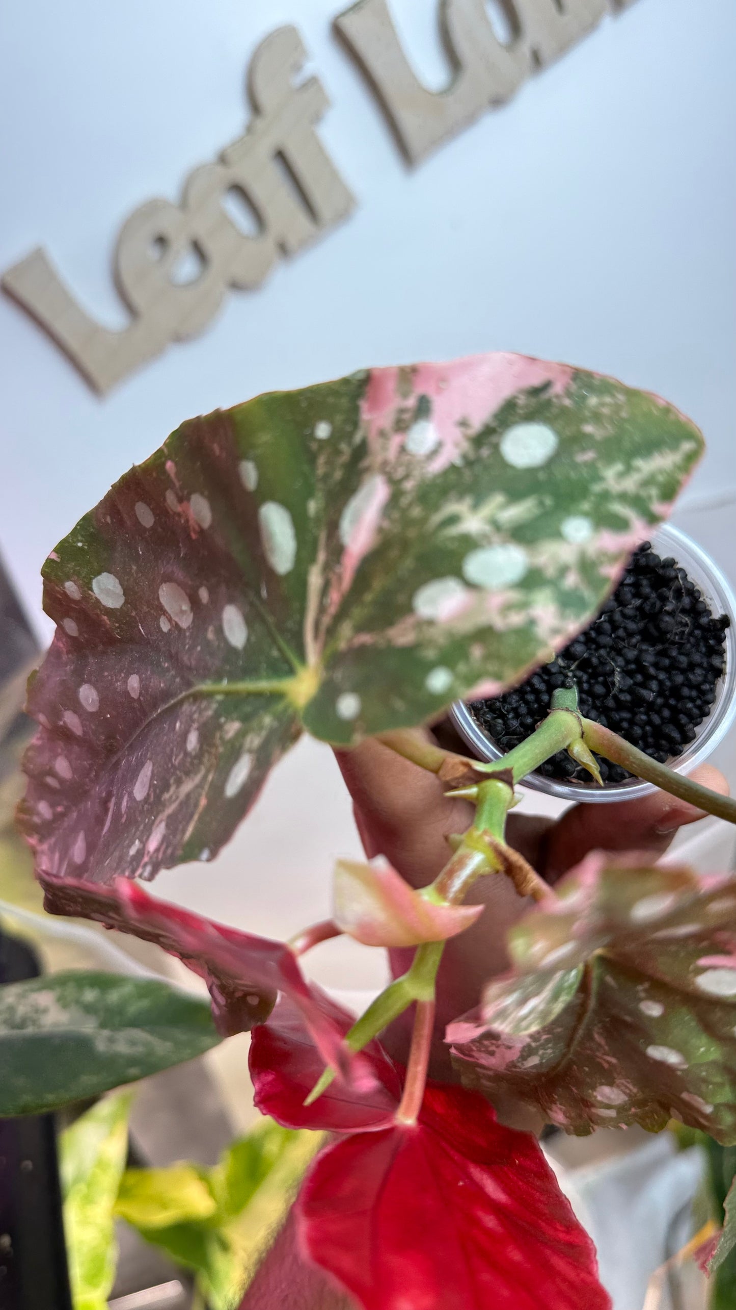Begonia Maculata Pink Variegated