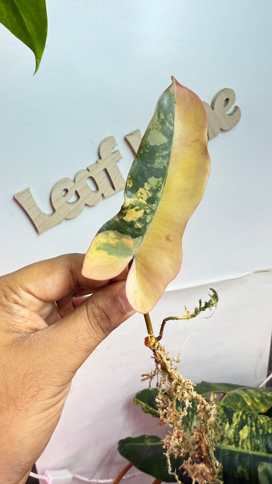 Philodendron Brown Beauty Variegated