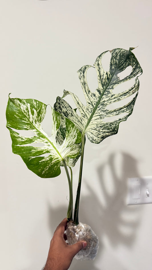 Monstera Devil 🌿 Working on 4 th leaf🌿