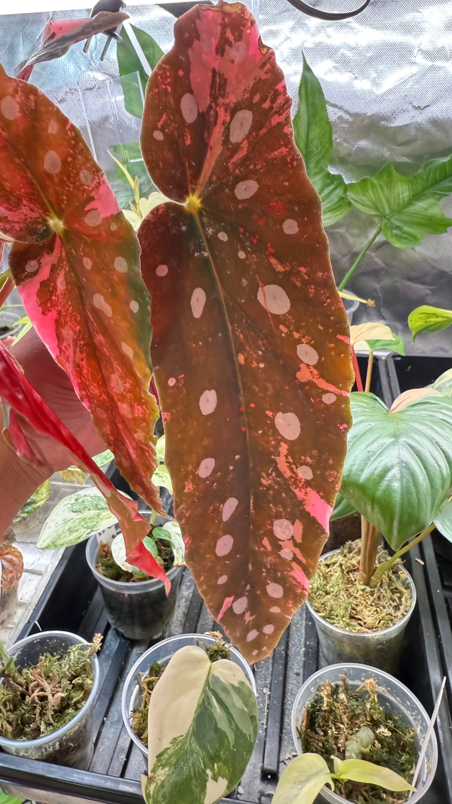 Begonia Maculata Pink Variegated