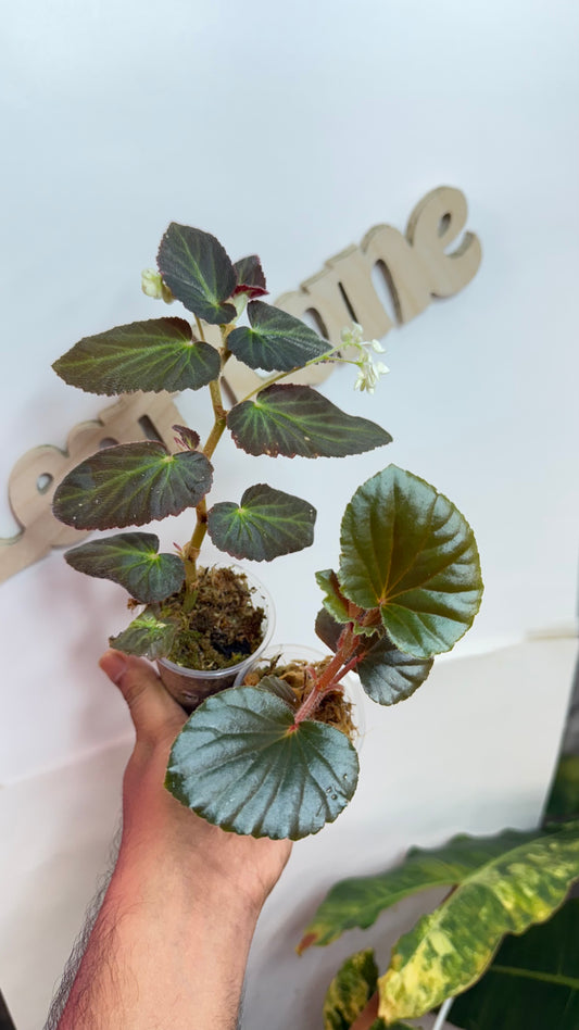 Begonia Reverted Bundle from Var Mama ‘Withlacoochee’ | ‘Cuculatta’