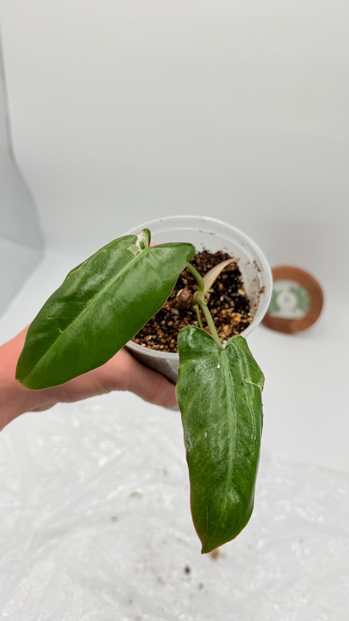 Philodendron Paraiso Verde Albo Variegated Exact Plants