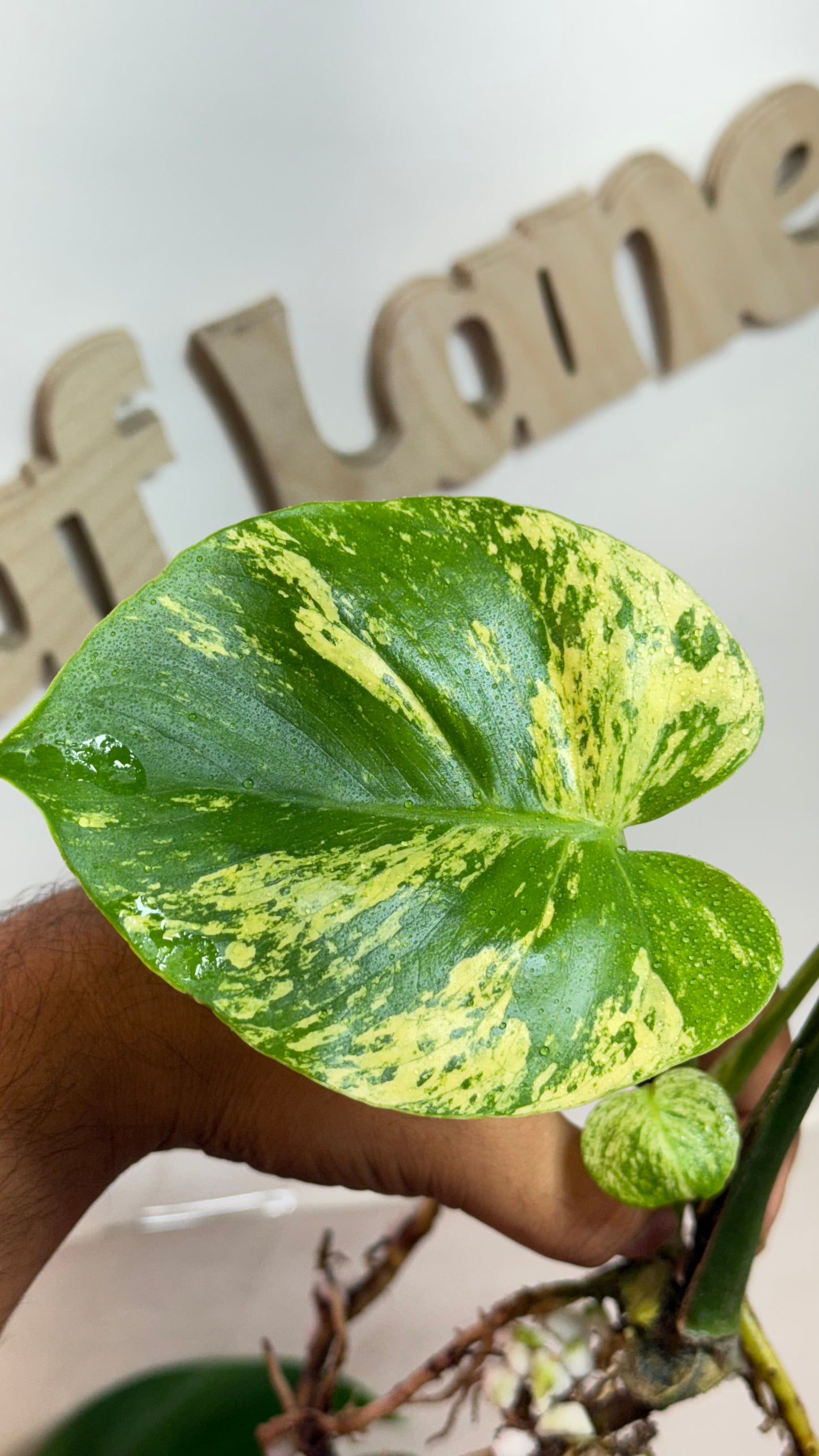 Monstera deliciosa MINT Siam Variegated | Rare Aroid | Large form