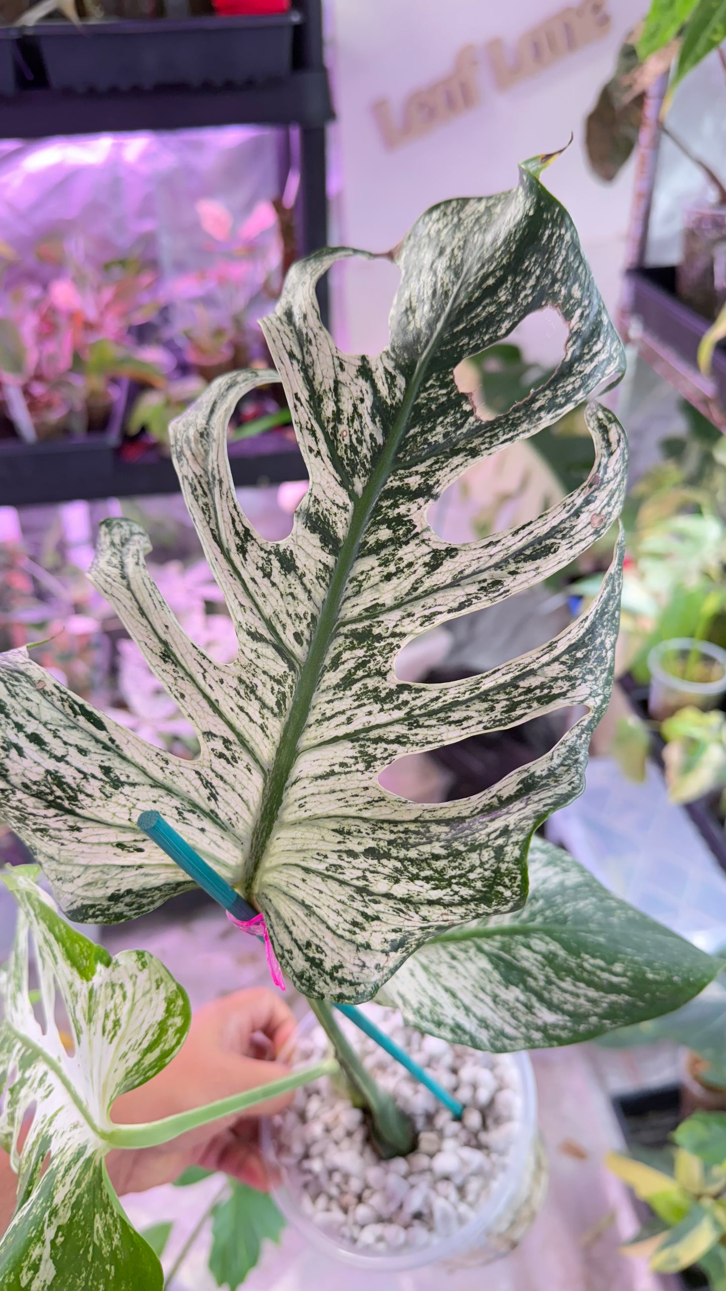 Monstera Devil 🌿 Working on 4 th leaf🌿