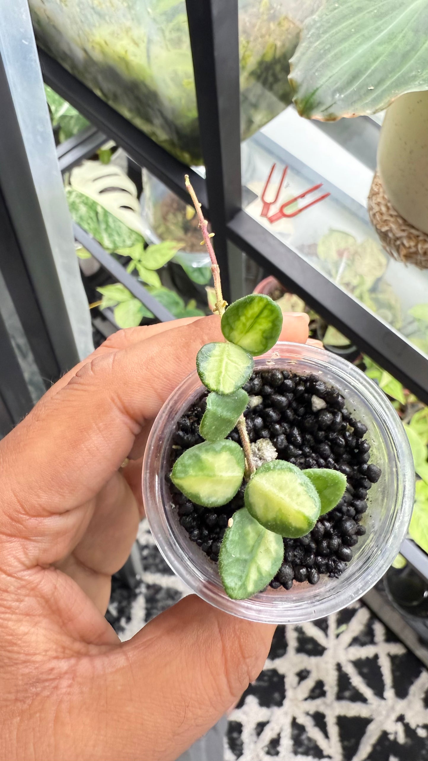 Hoya tengchongensis Variegated