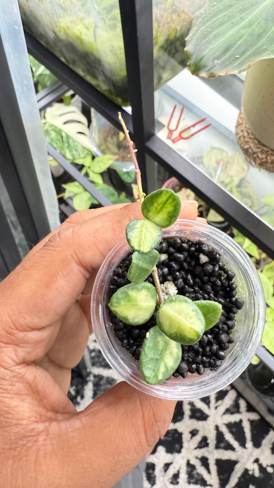 Hoya tengchongensis Variegated