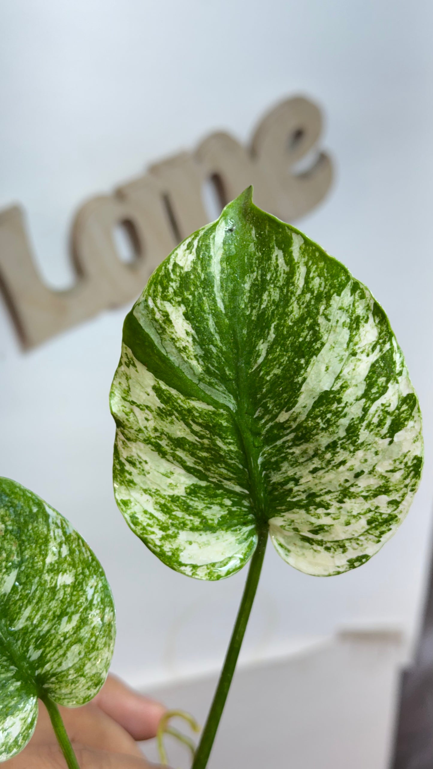 Monstera deliciosa MINT Siam Variegated | Rare Aroid | Large form