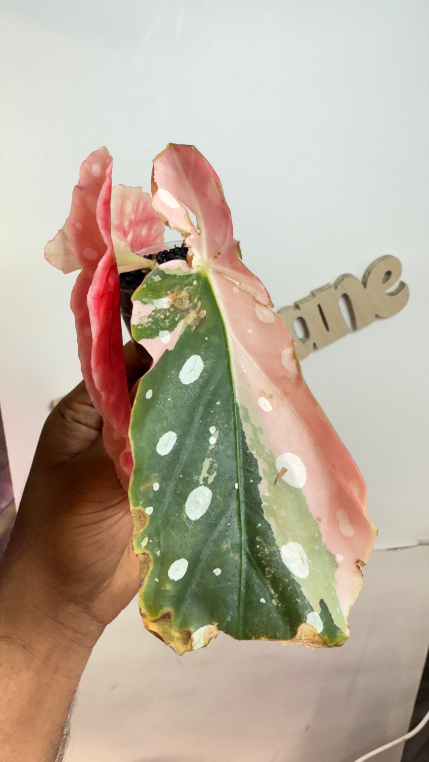 Begonia Maculata Pink Variegated