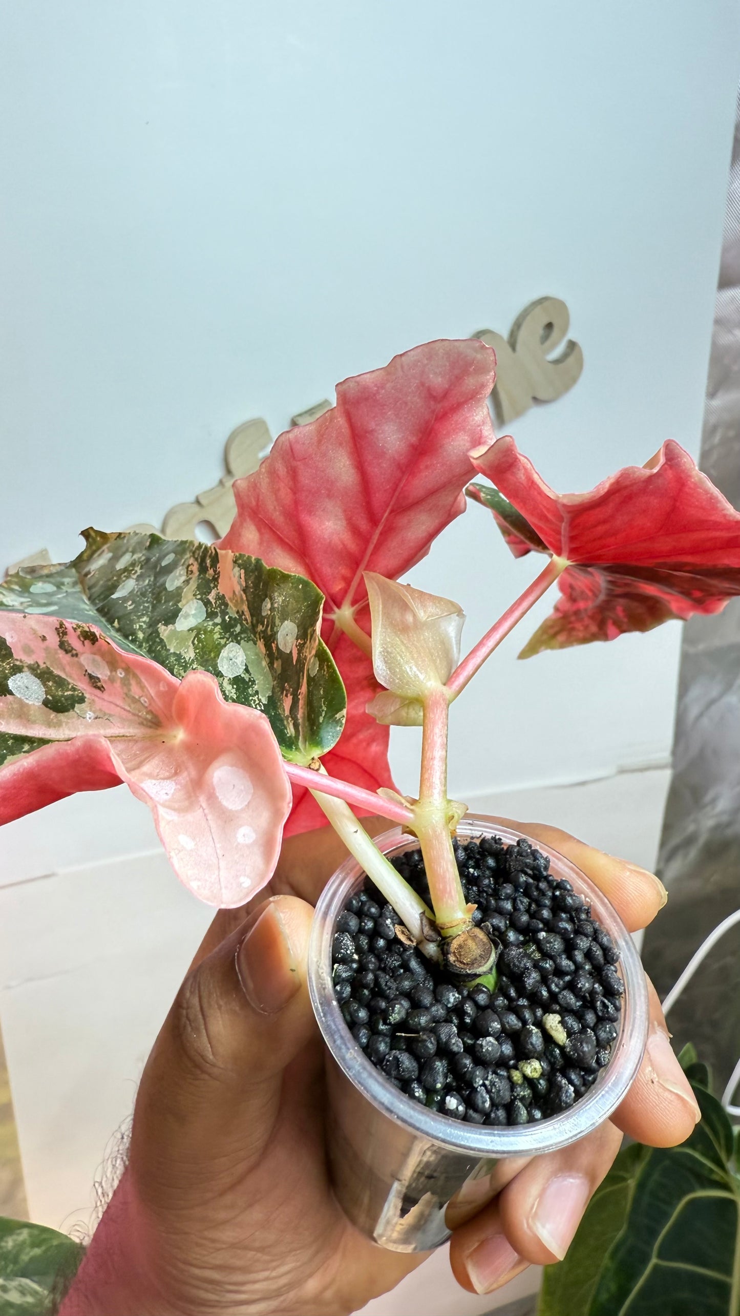 Begonia Maculata Pink variegated 🌿High Colors🌿